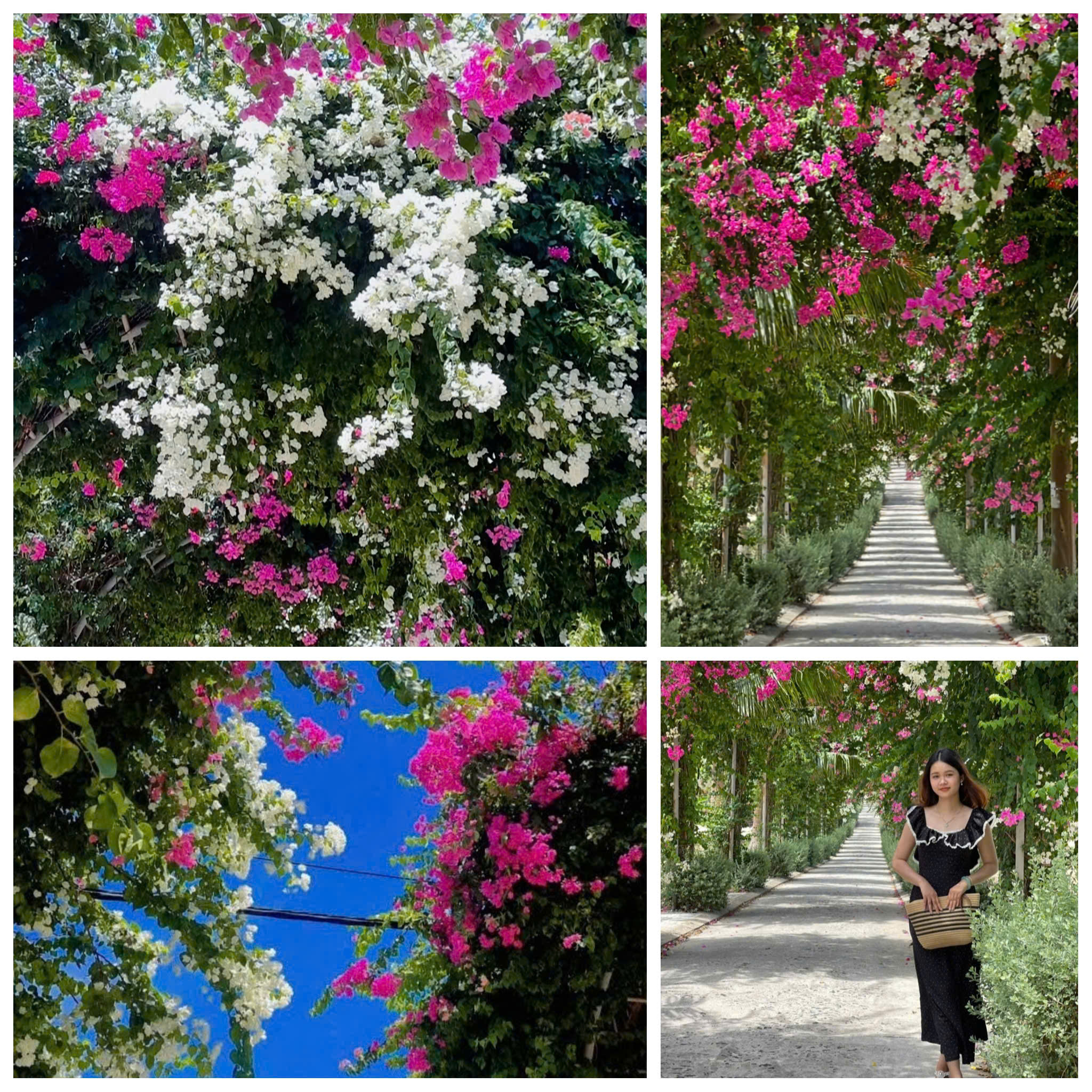 Du khách mê mẩn đường hoa giấy rực rỡ ở đảo Bé