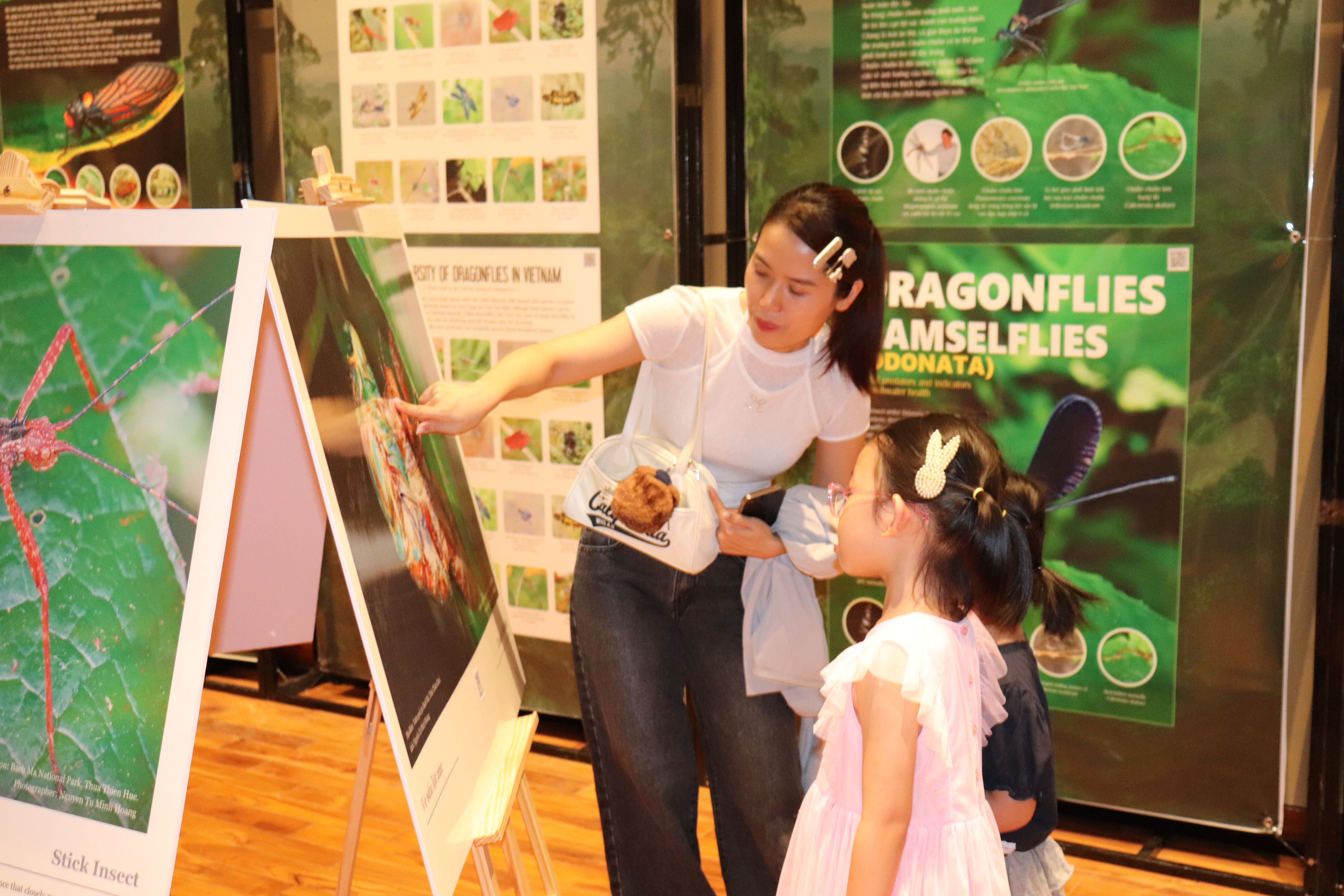 Chiêm ngưỡng thiên nhiên đa sắc màu từ các loài bướm, côn trùng