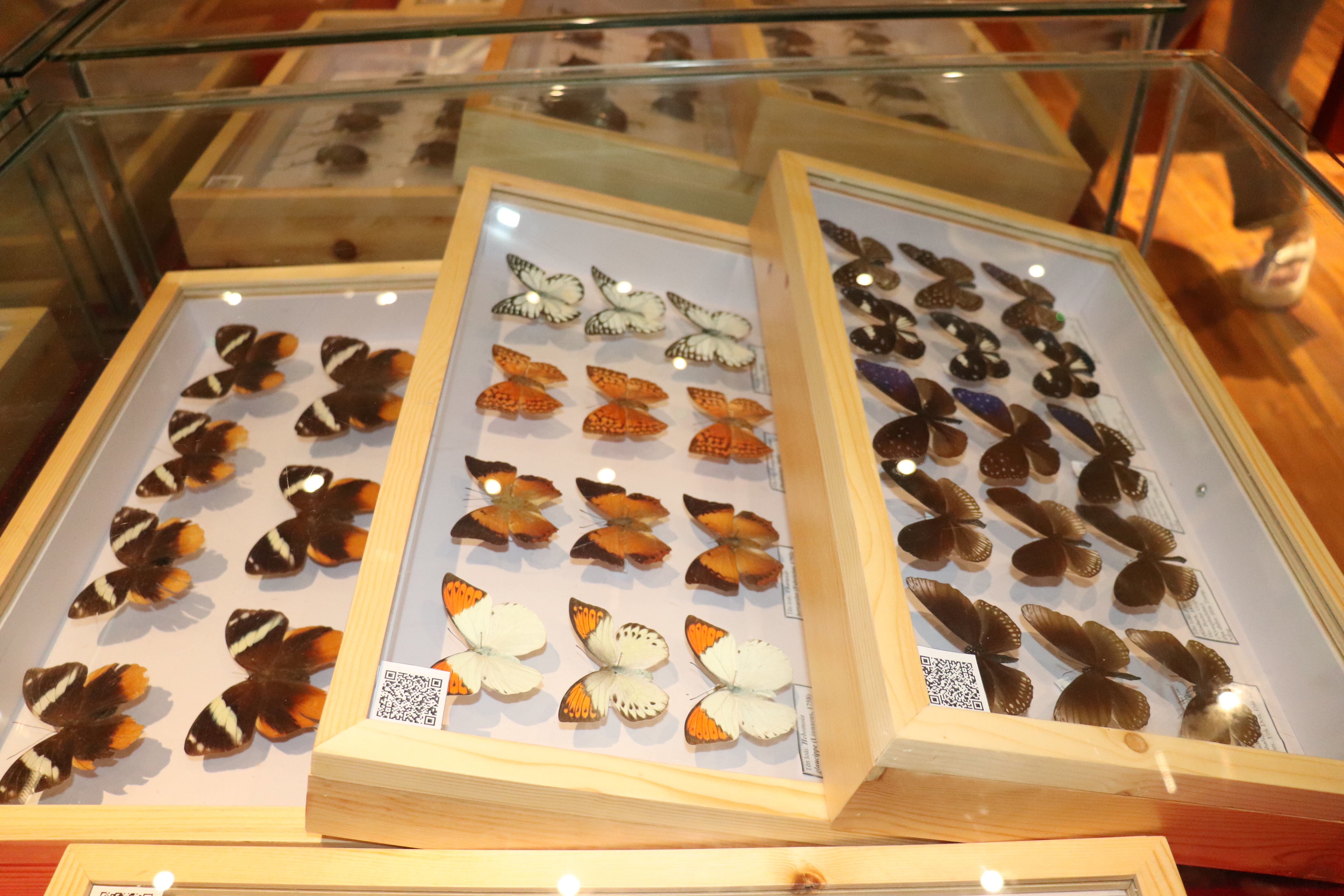 Chiêm ngưỡng thiên nhiên đa sắc màu từ các loài bướm, côn trùng - ảnh 4