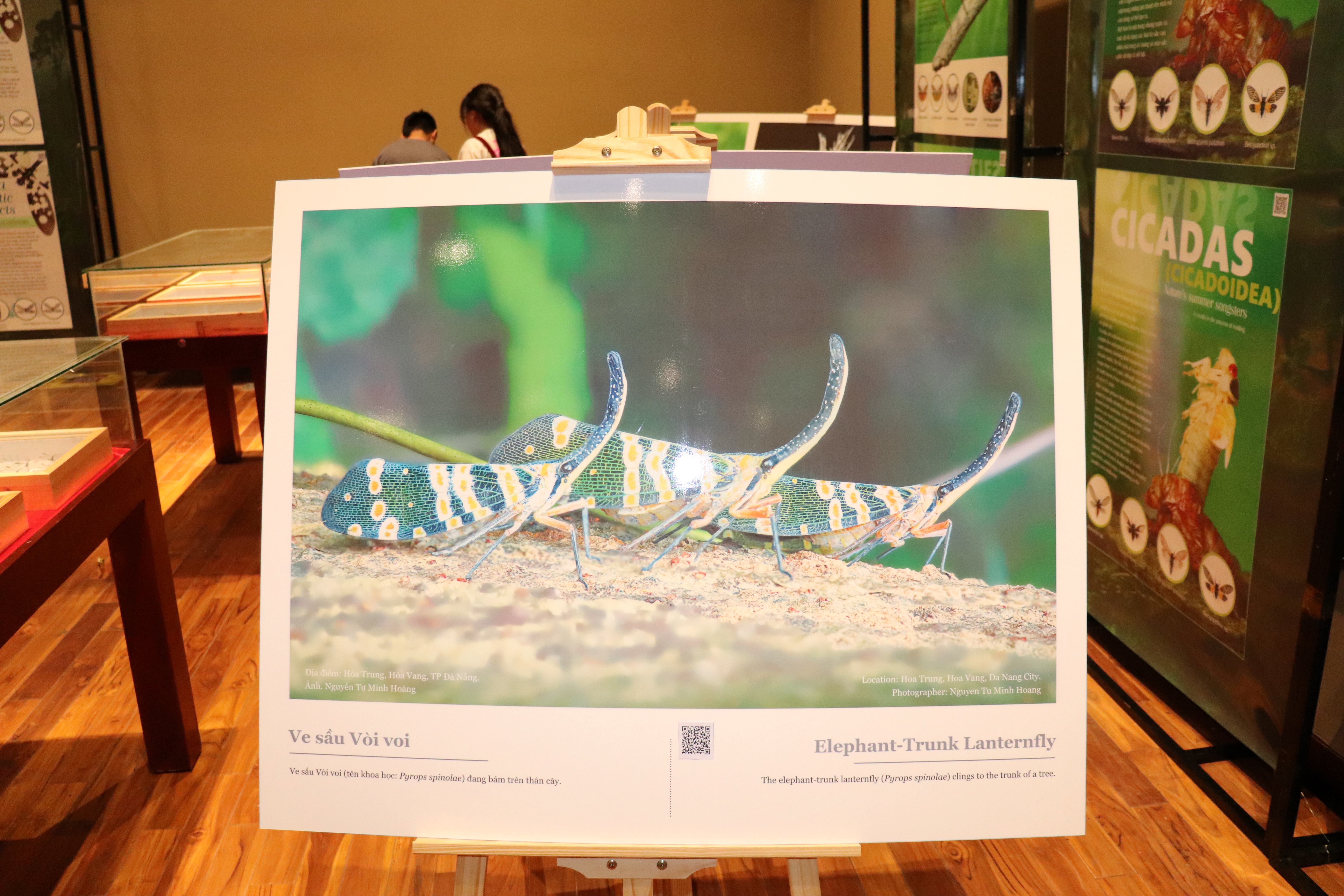 Chiêm ngưỡng thiên nhiên đa sắc màu từ các loài bướm, côn trùng - ảnh 3