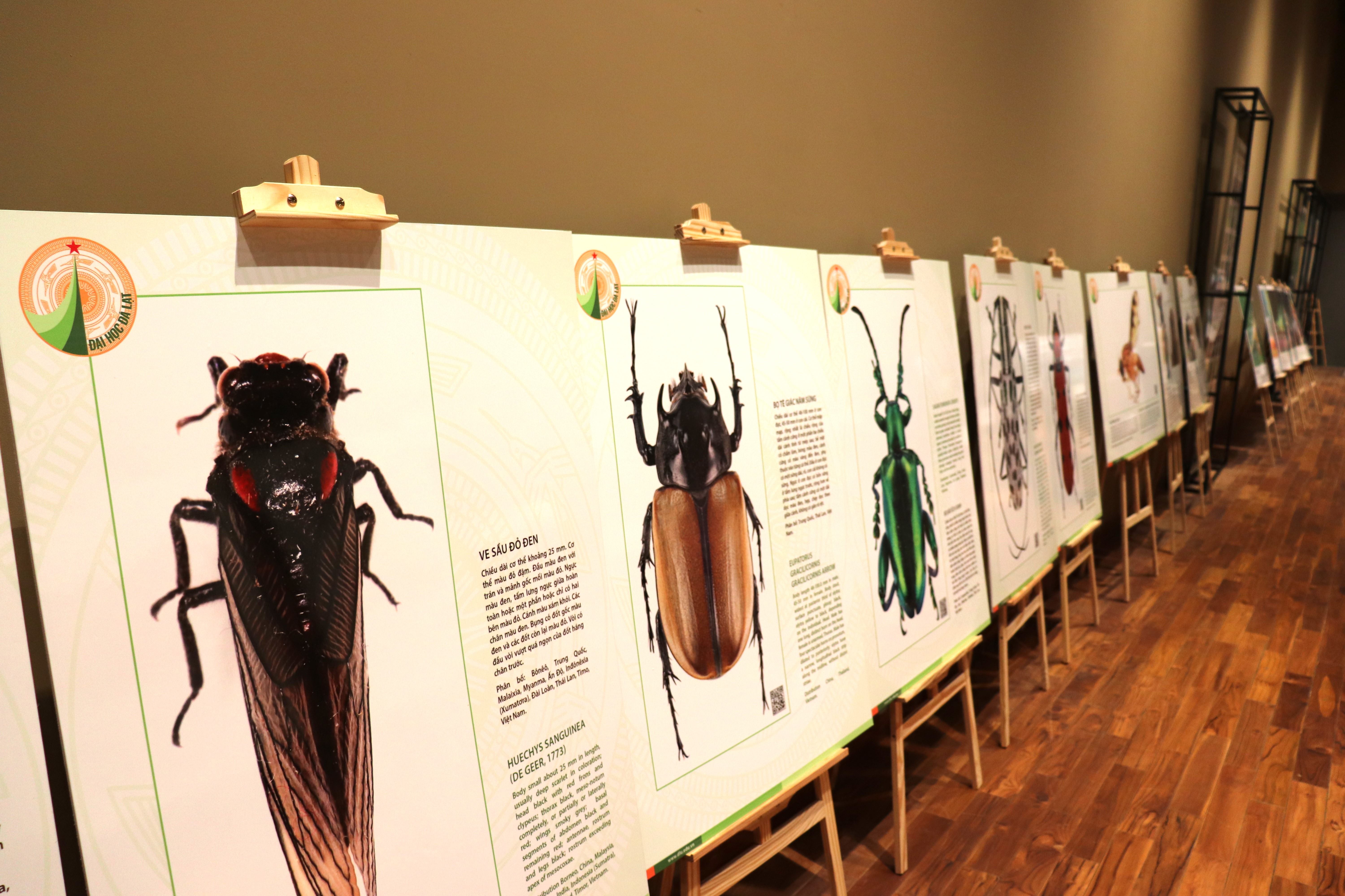 Chiêm ngưỡng thiên nhiên đa sắc màu từ các loài bướm, côn trùng - ảnh 2