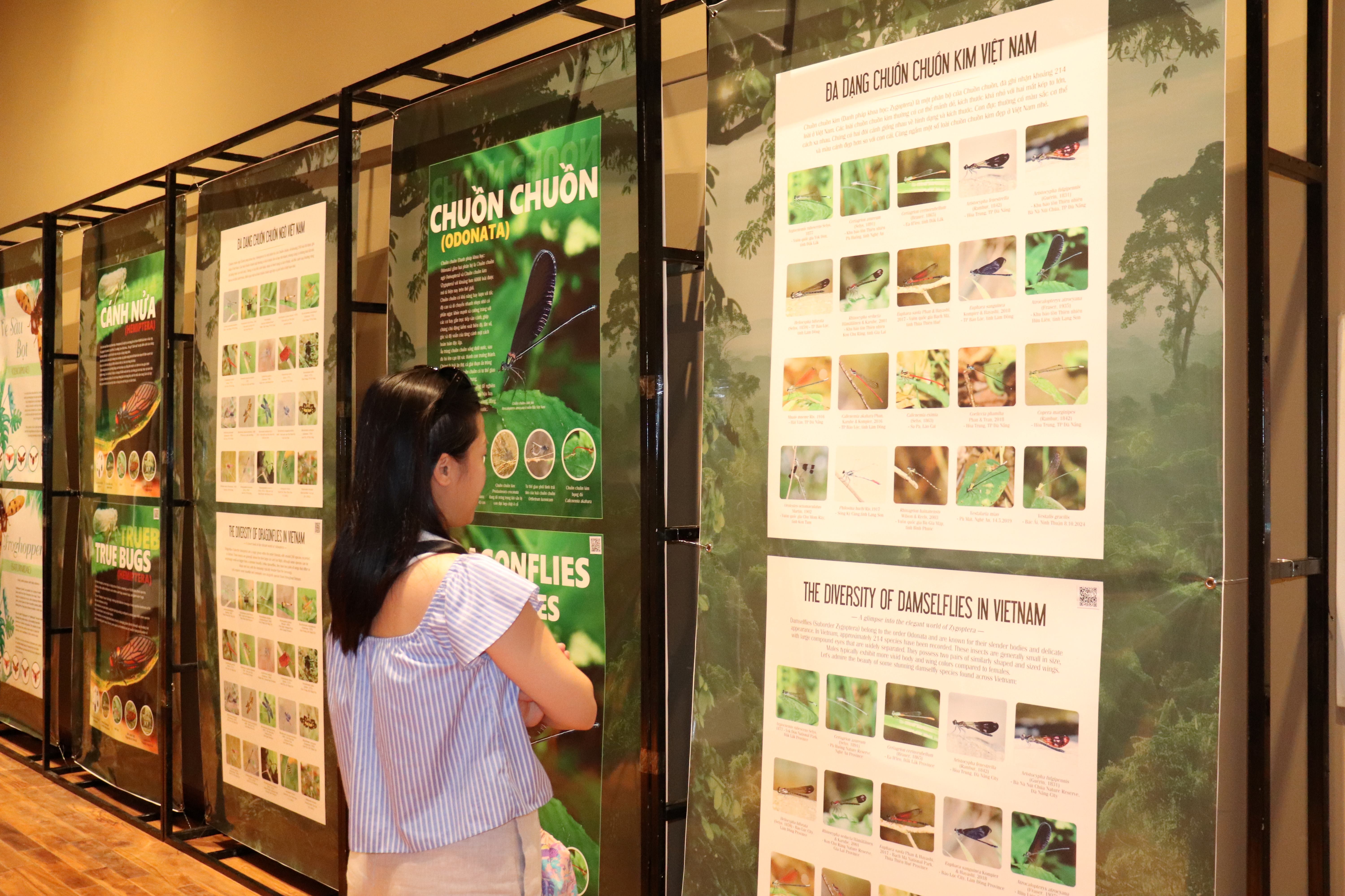 Chiêm ngưỡng thiên nhiên đa sắc màu từ các loài bướm, côn trùng - ảnh 6