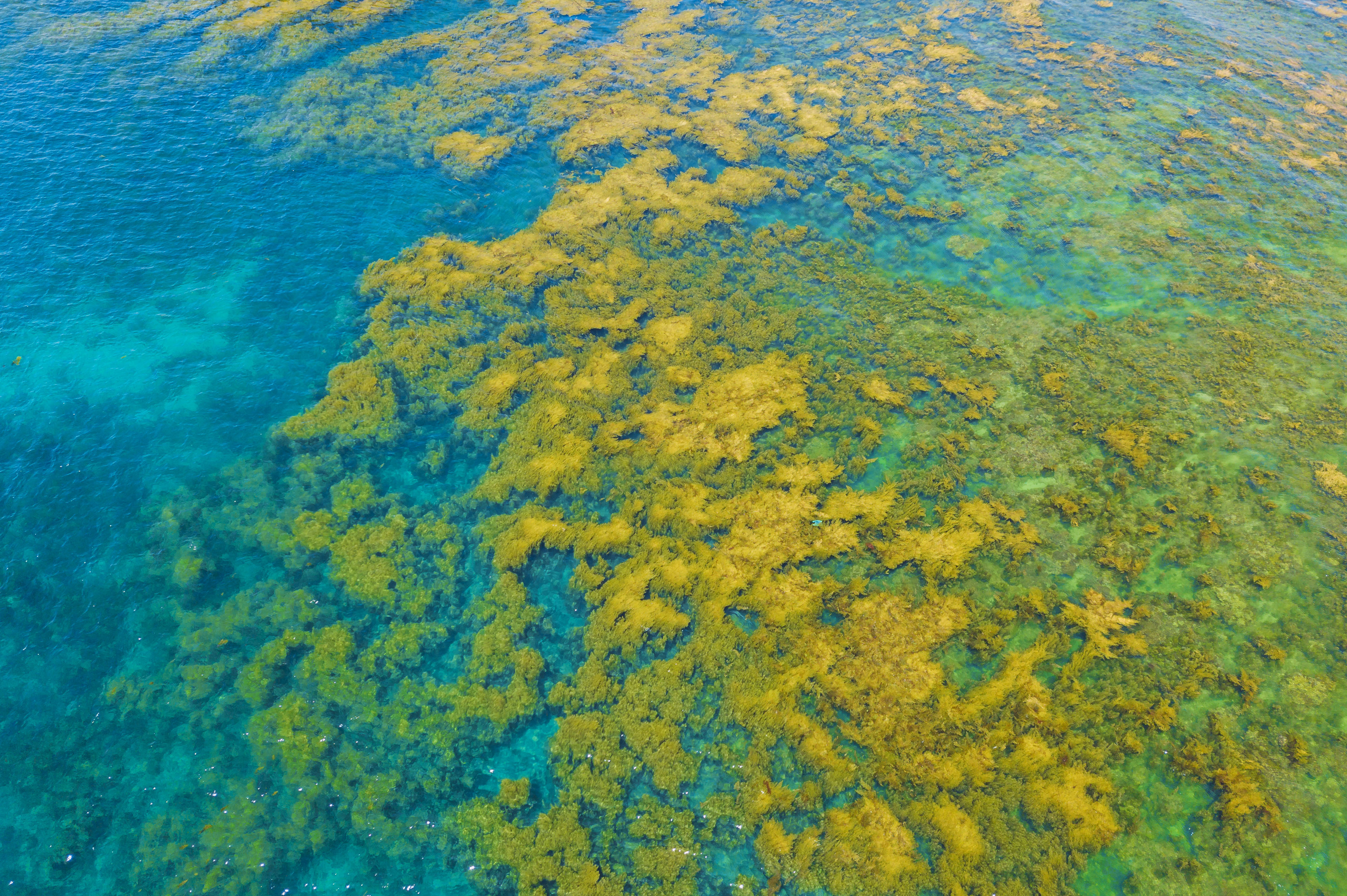 Vẻ đẹp mùa rong mơ ở thắng cảnh Gành Yến - ảnh 3