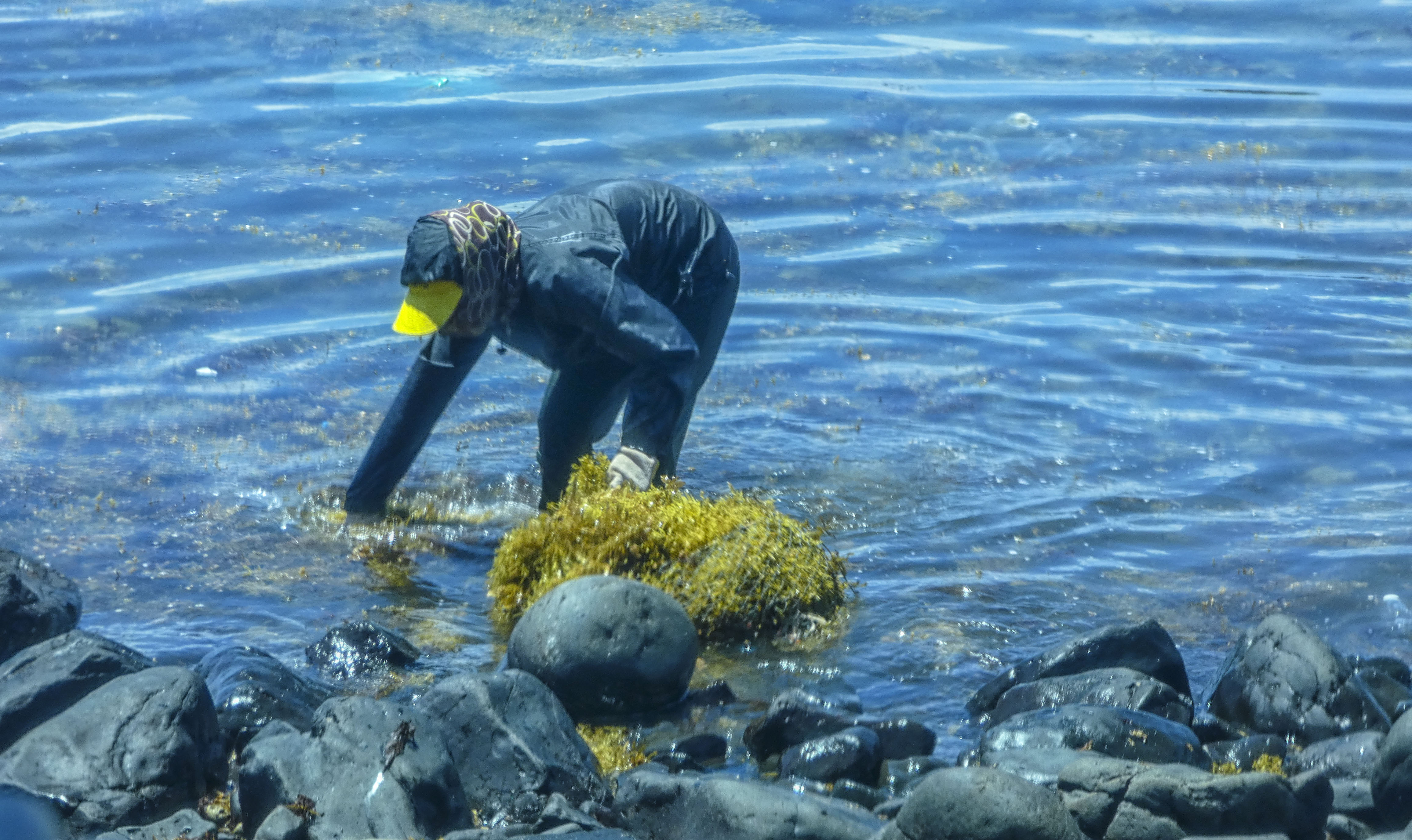 Vẻ đẹp mùa rong mơ ở thắng cảnh Gành Yến - ảnh 4