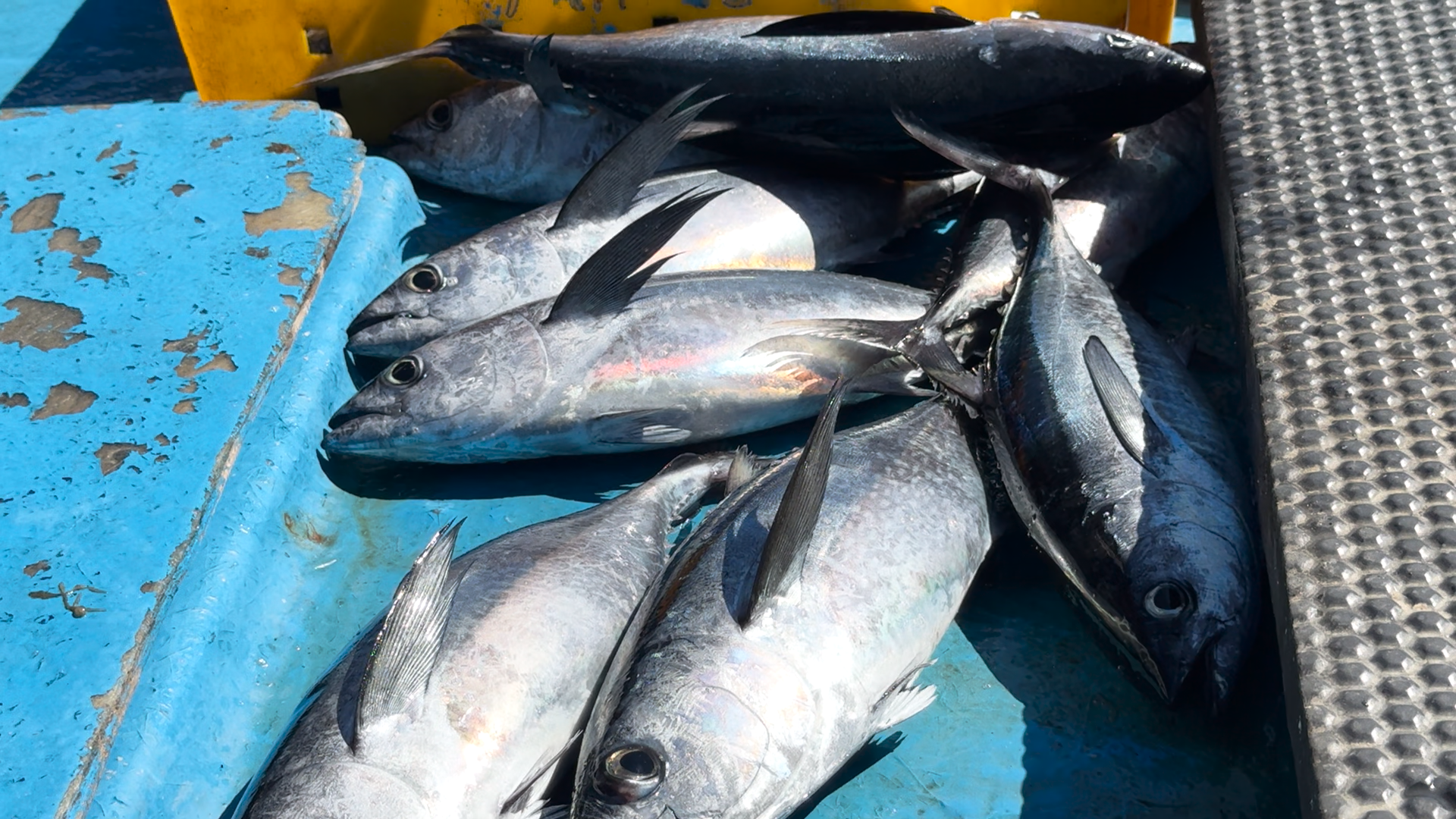 Khai thác cá nghề “lưới vây” - ảnh 7