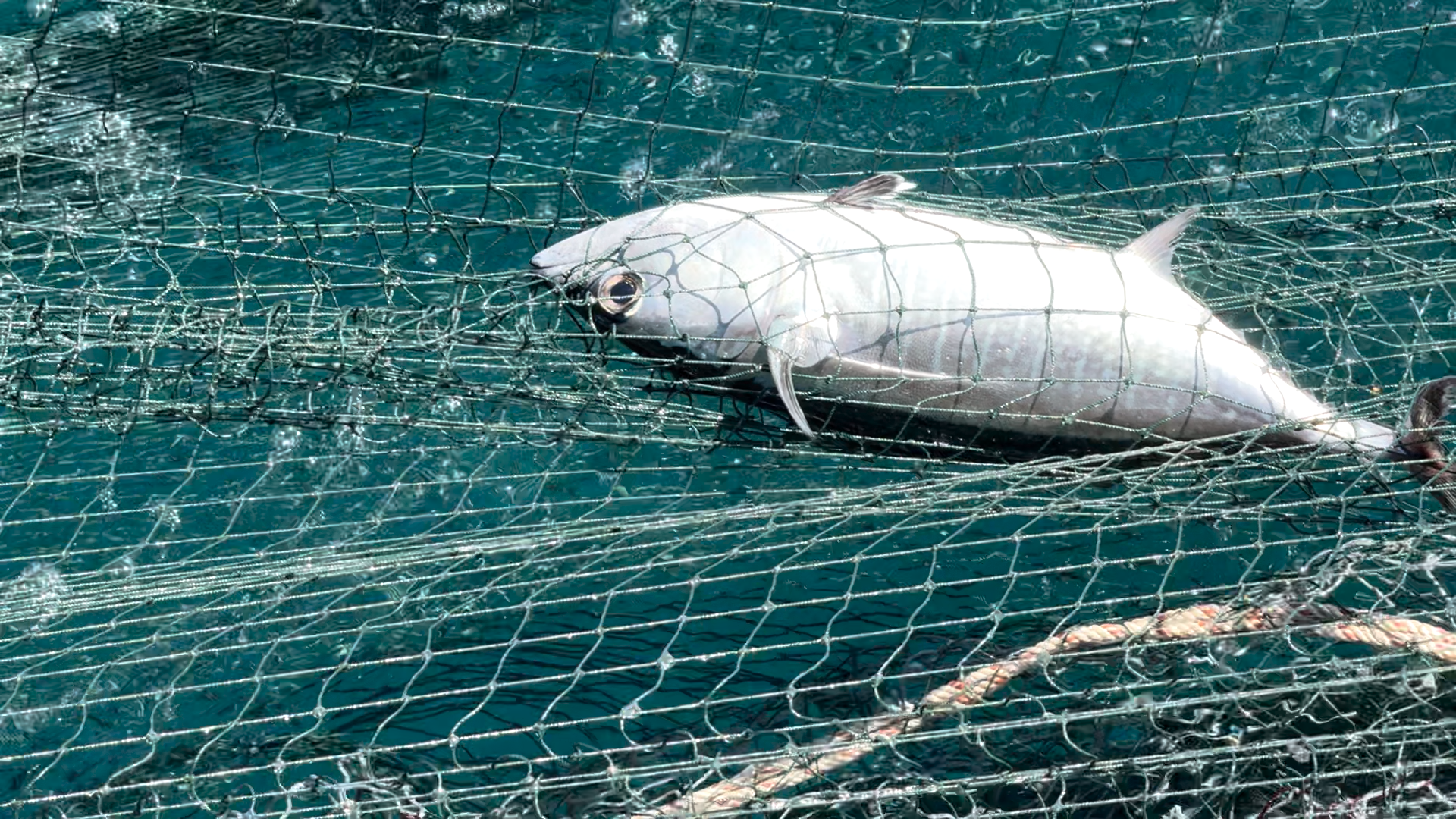 Khai thác cá nghề “lưới vây” - ảnh 6