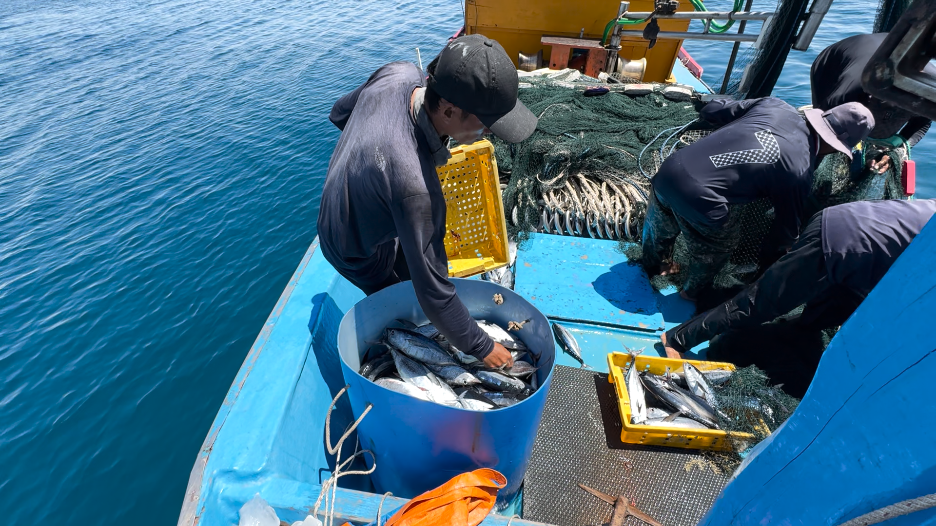 Khai thác cá nghề “lưới vây” - ảnh 8