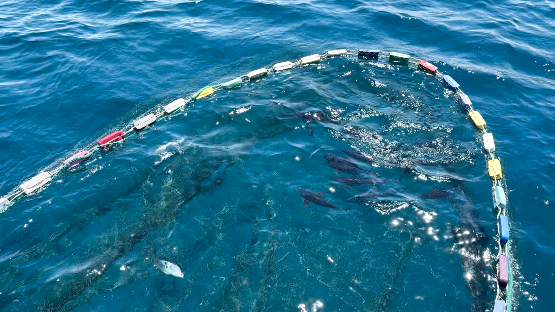 Khai thác cá nghề “lưới vây” - ảnh 5