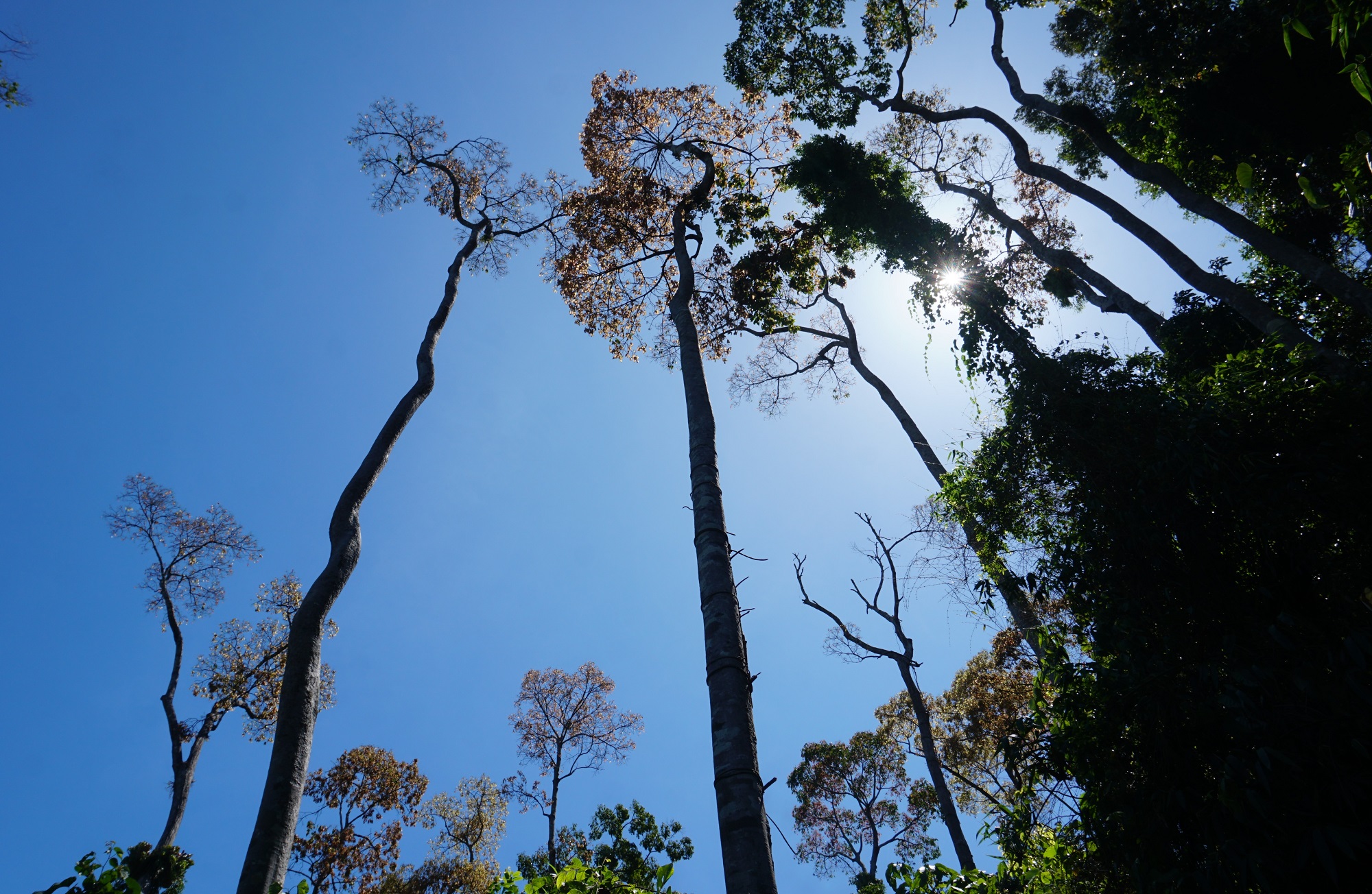Ươi được mùa, được giá người dân đổ xô vào rừng săn “lộc trời” - ảnh 2