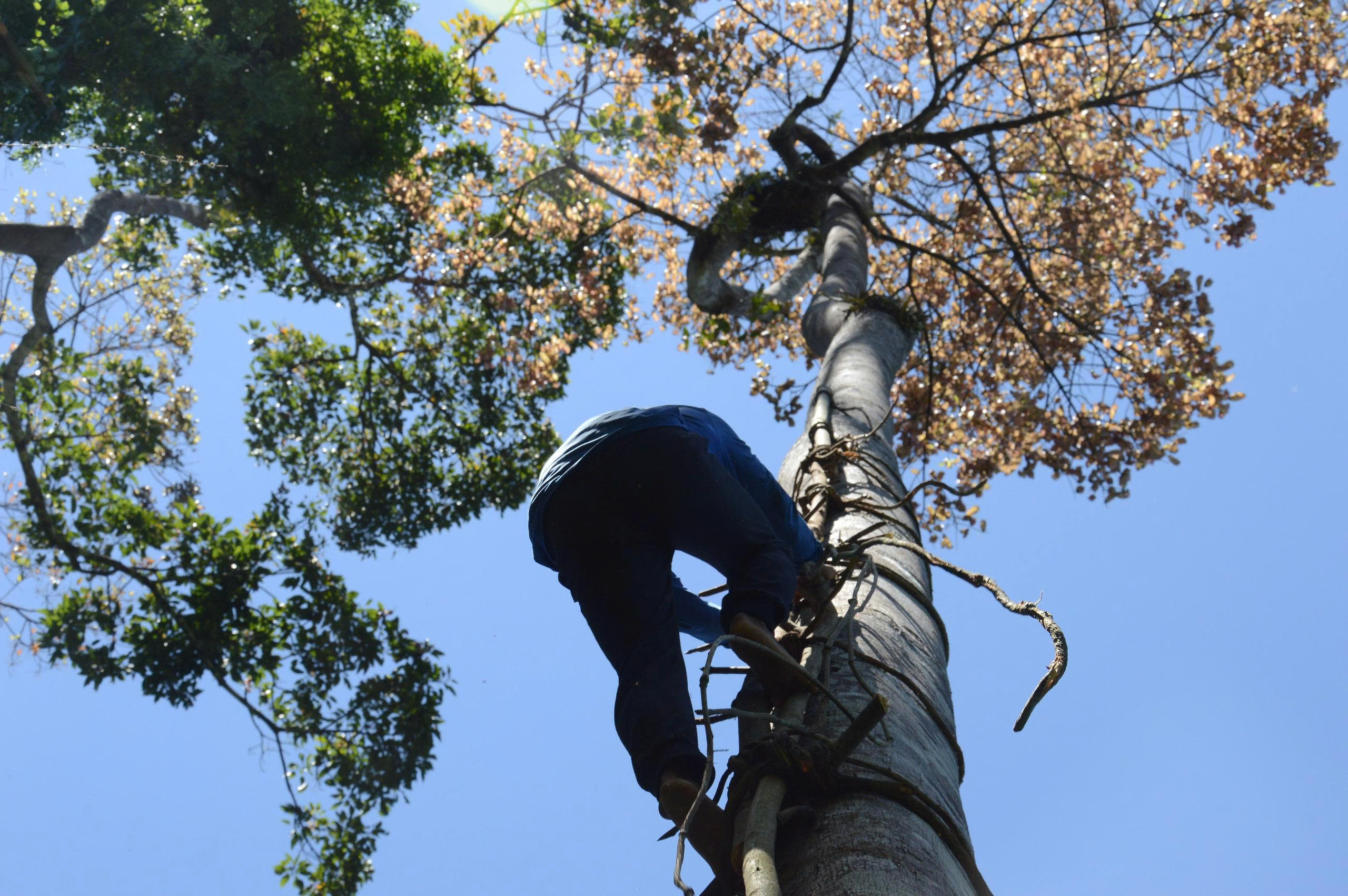 Ươi được mùa, được giá người dân đổ xô vào rừng săn “lộc trời”