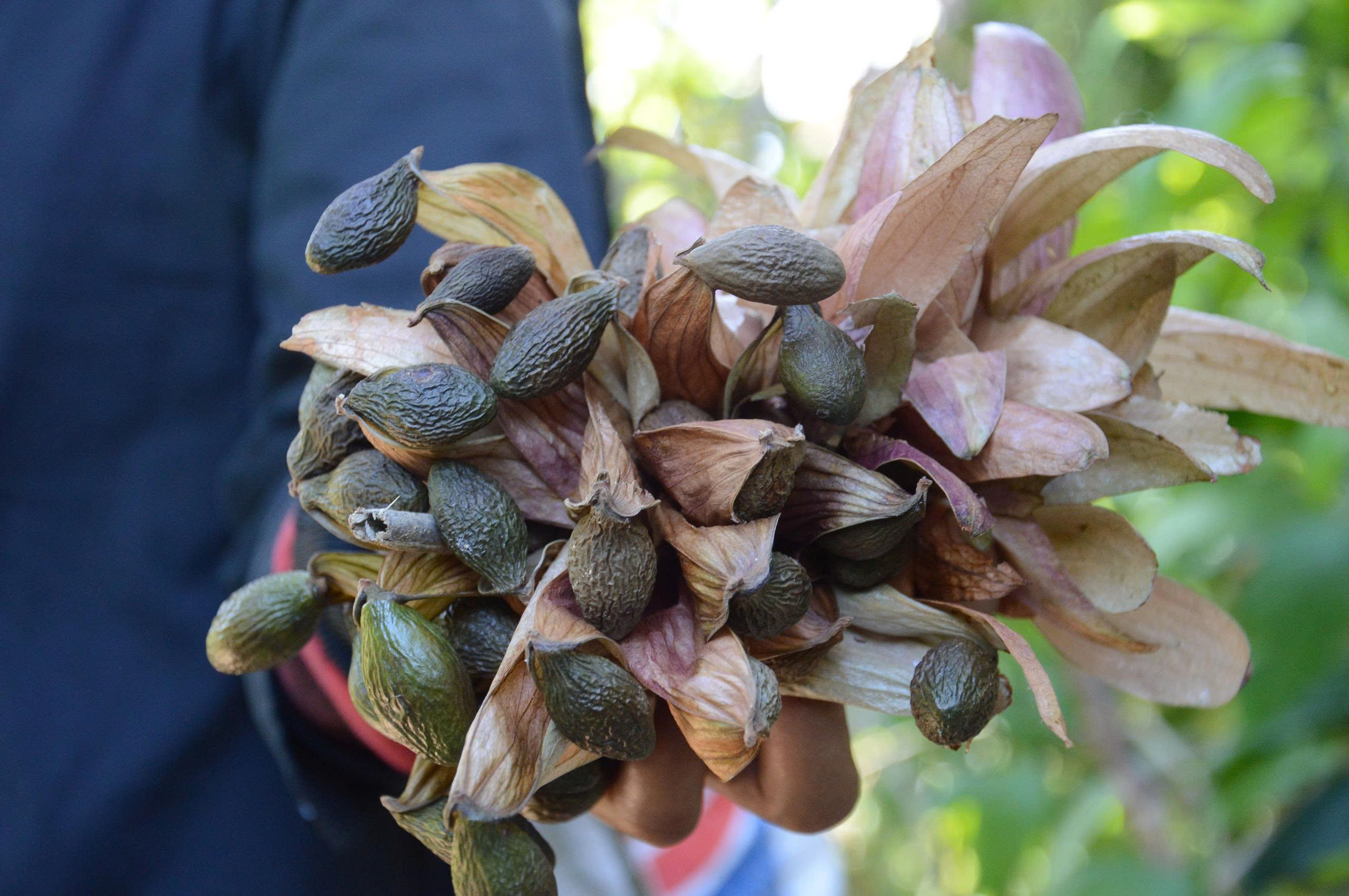 Ươi được mùa, được giá người dân đổ xô vào rừng săn “lộc trời” - ảnh 6