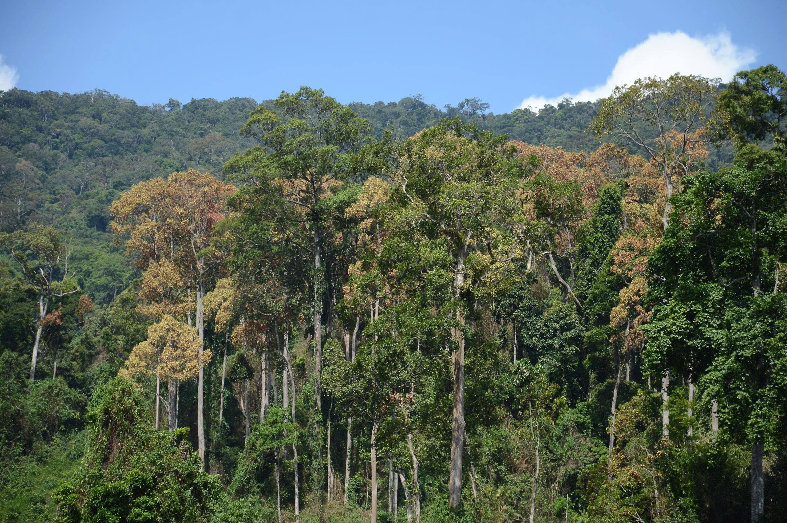 Ươi được mùa, được giá người dân đổ xô vào rừng săn “lộc trời” - ảnh 1