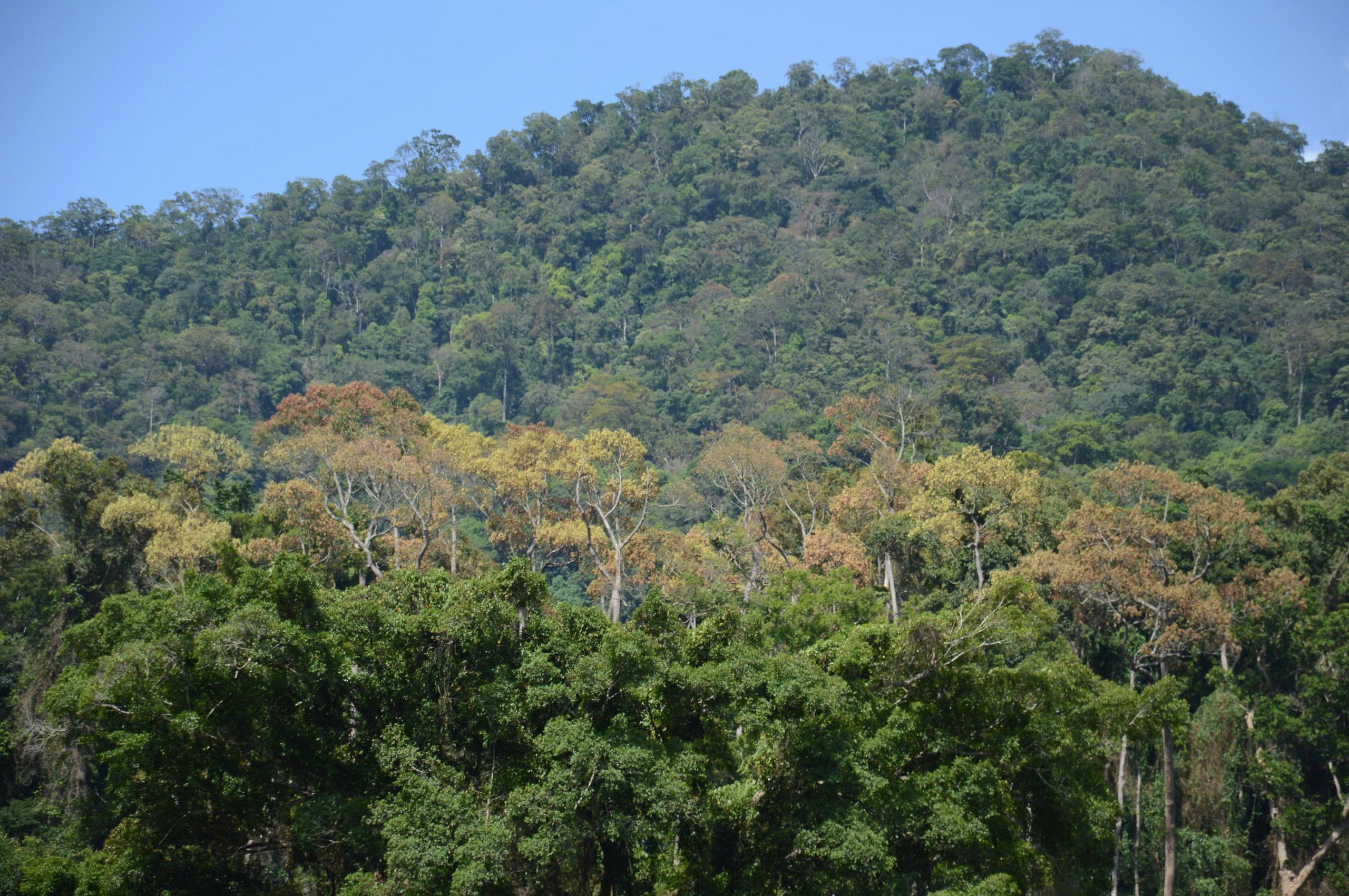 Ươi được mùa, được giá người dân đổ xô vào rừng săn “lộc trời” - ảnh 8