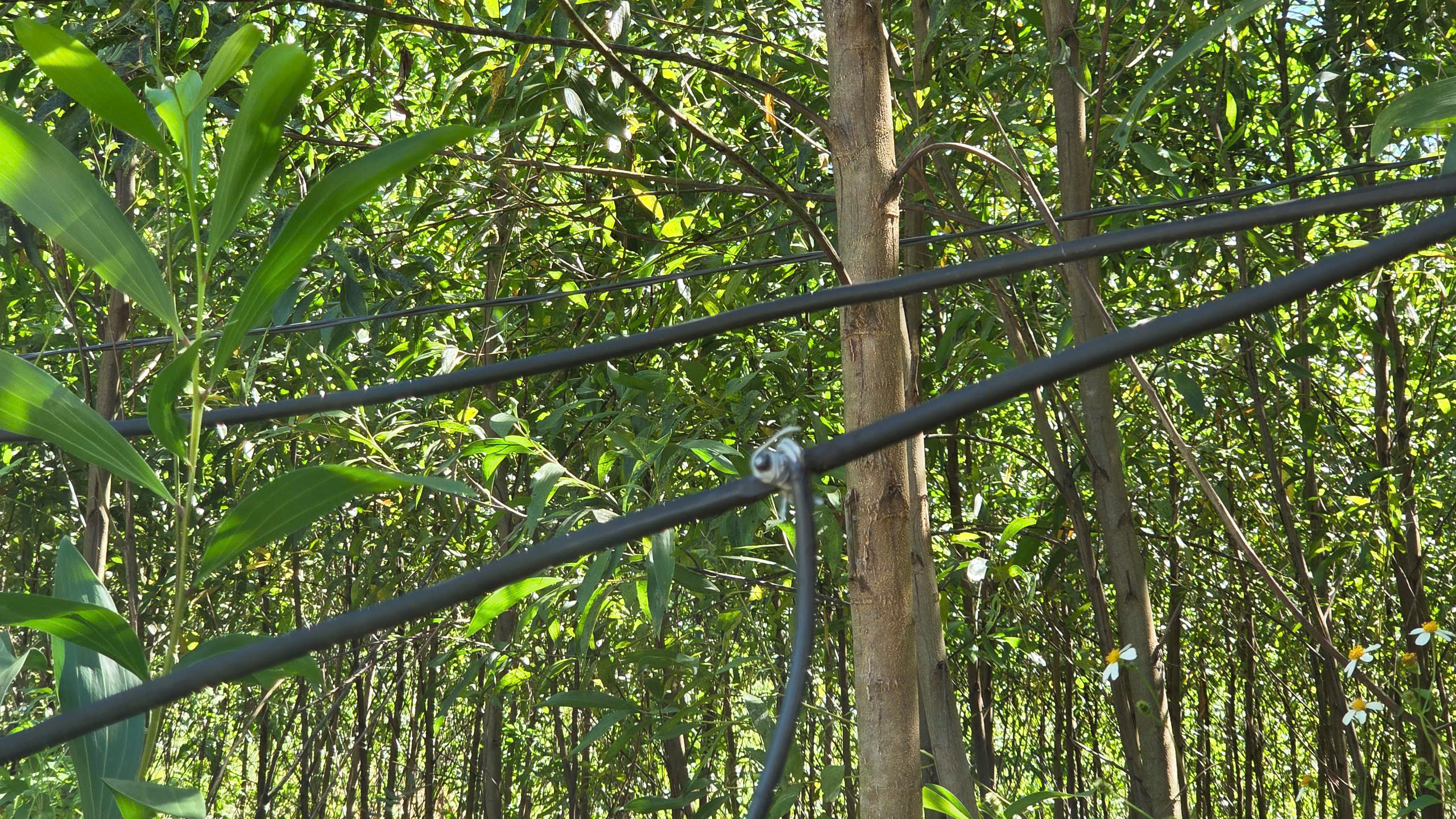 Người dân ở Gò Rạch và Kà La mòn mỏi chờ cấp điện - ảnh 6