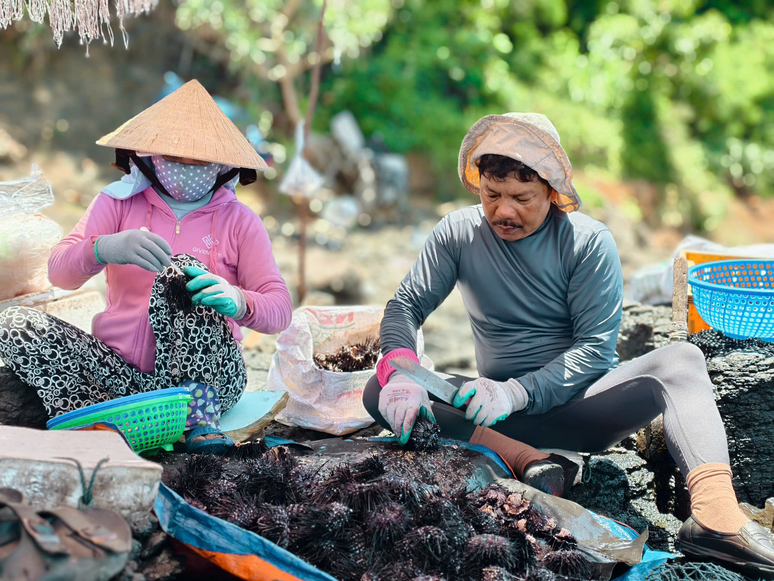 Mùa “săn” nhum biển của ngư dân Quảng Ngãi - ảnh 8