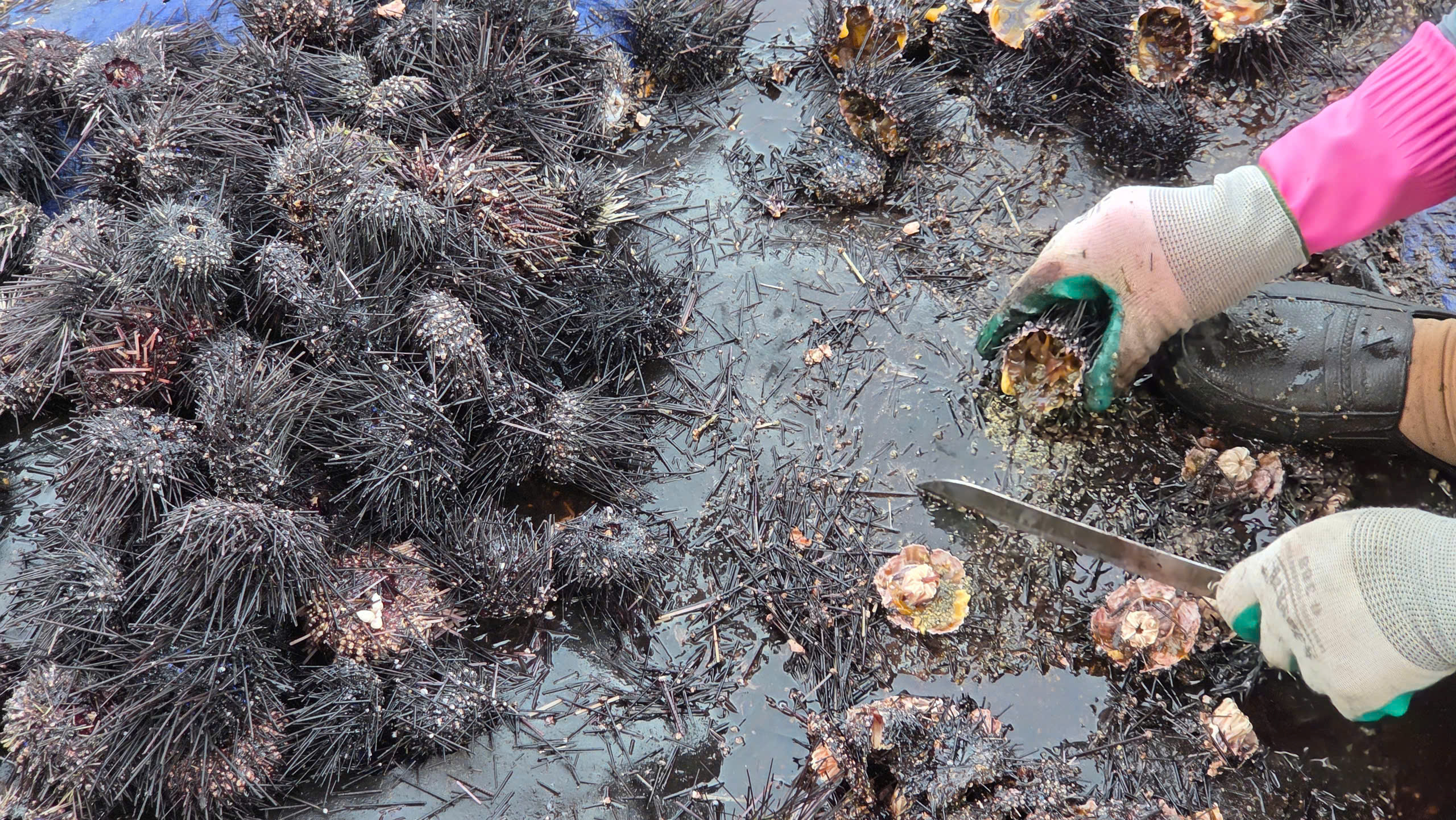 Mùa “săn” nhum biển của ngư dân Quảng Ngãi - ảnh 5