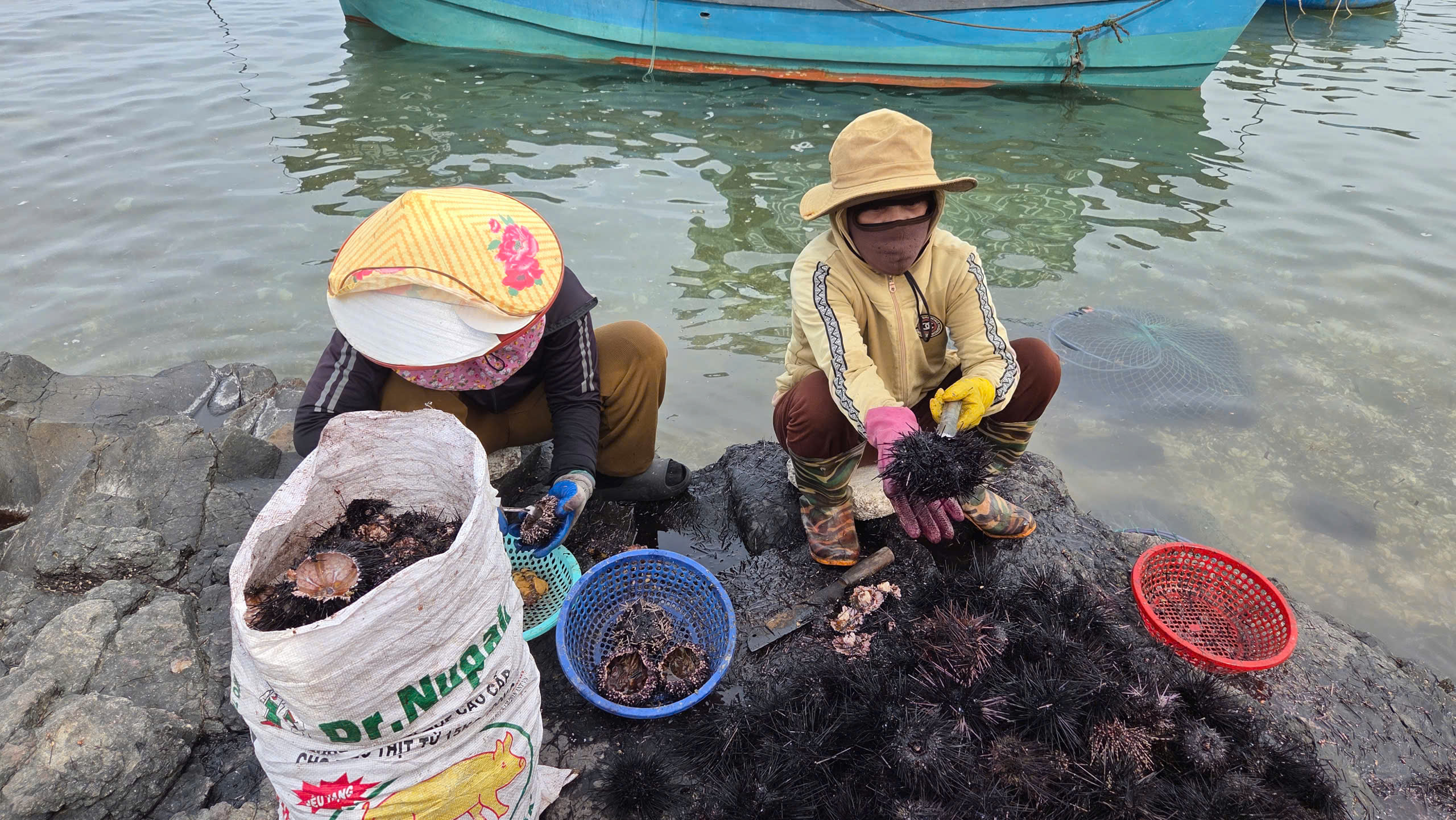 Mùa “săn” nhum biển của ngư dân Quảng Ngãi - ảnh 3