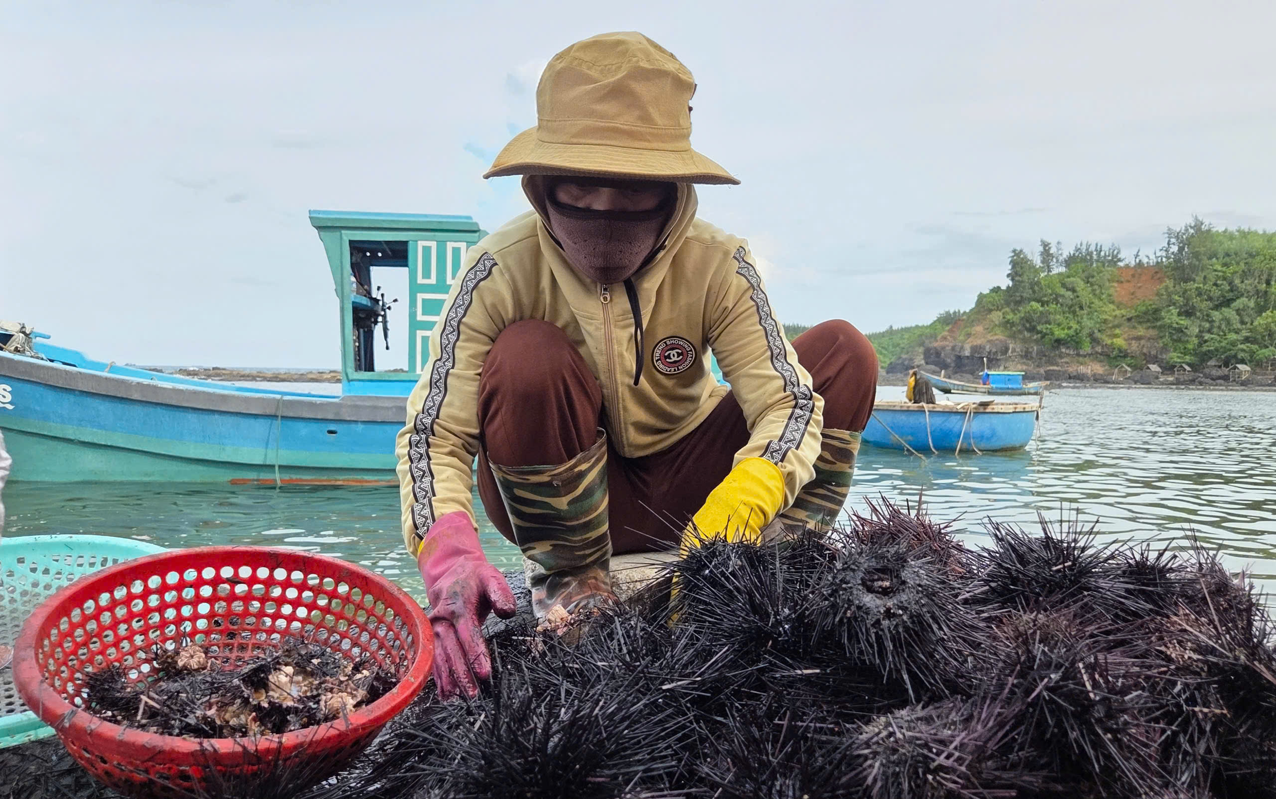 Mùa “săn” nhum biển của ngư dân Quảng Ngãi - ảnh 4