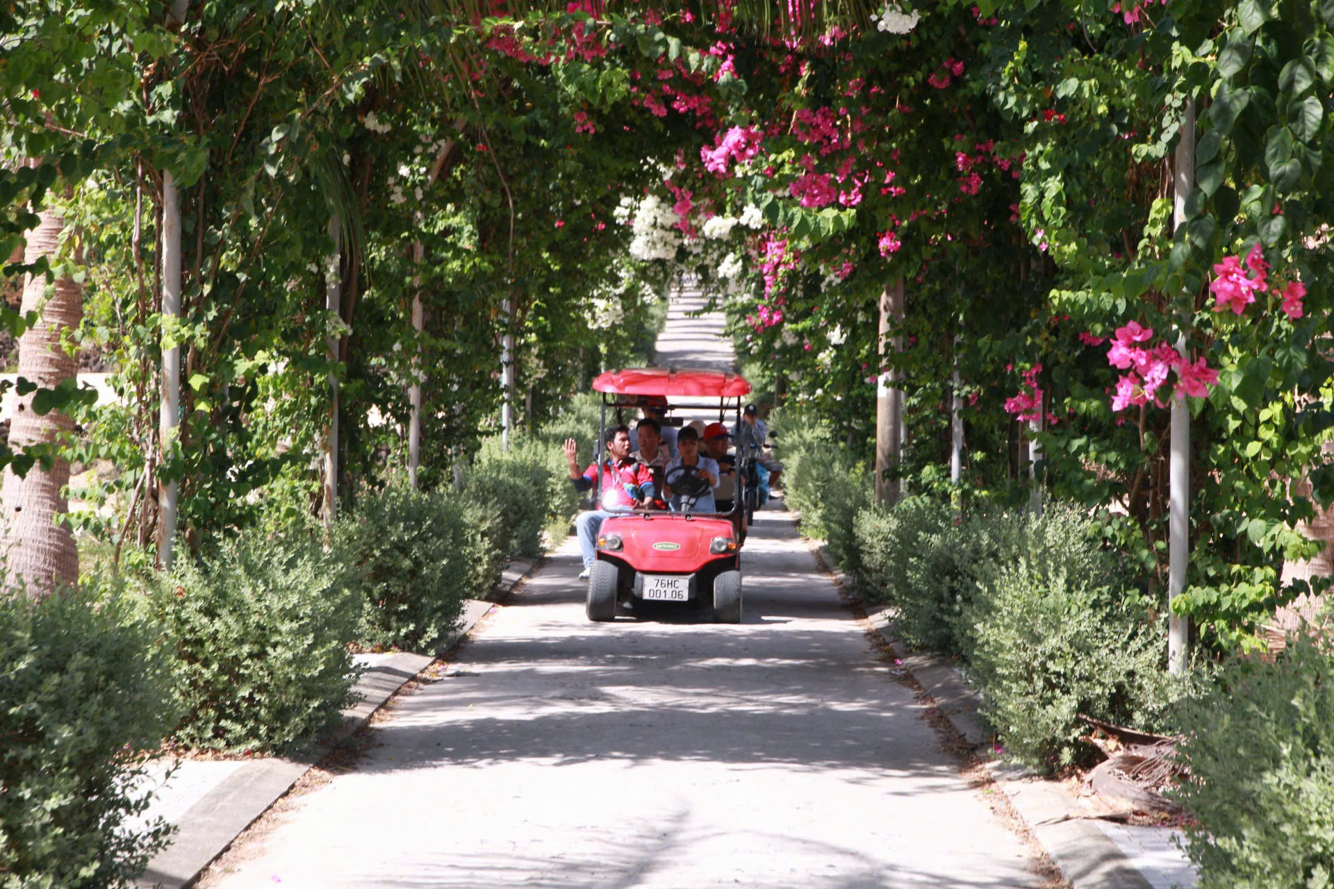 Du khách mê mẩn đường hoa giấy rực rỡ ở đảo Bé - ảnh 1