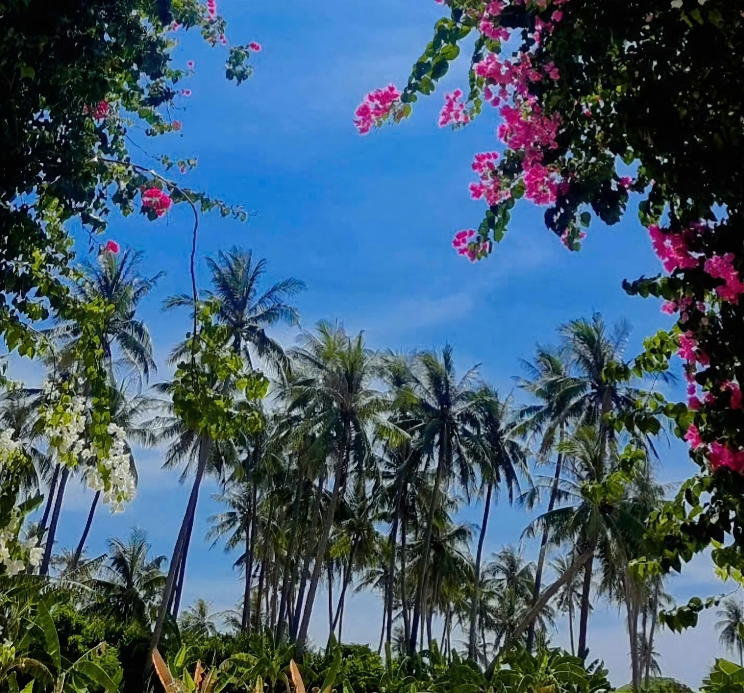 Du khách mê mẩn đường hoa giấy rực rỡ ở đảo Bé - ảnh 3