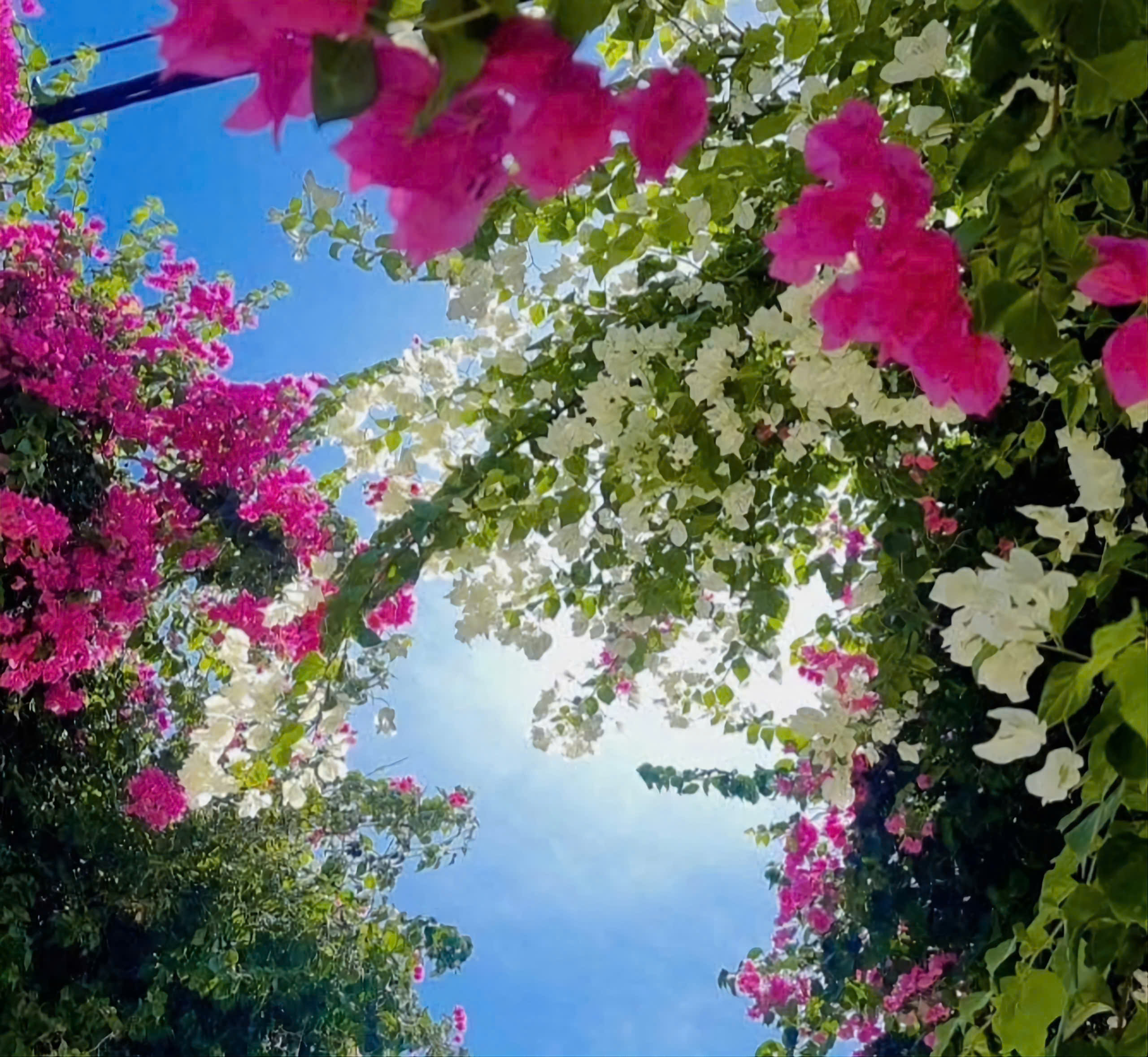 Du khách mê mẩn đường hoa giấy rực rỡ ở đảo Bé - ảnh 2