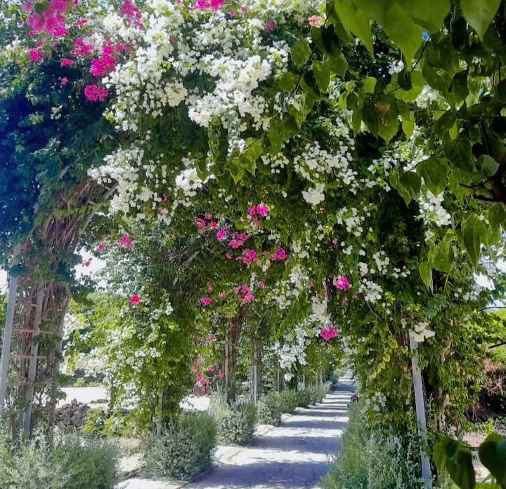 Du khách mê mẩn đường hoa giấy rực rỡ ở đảo Bé - ảnh 5