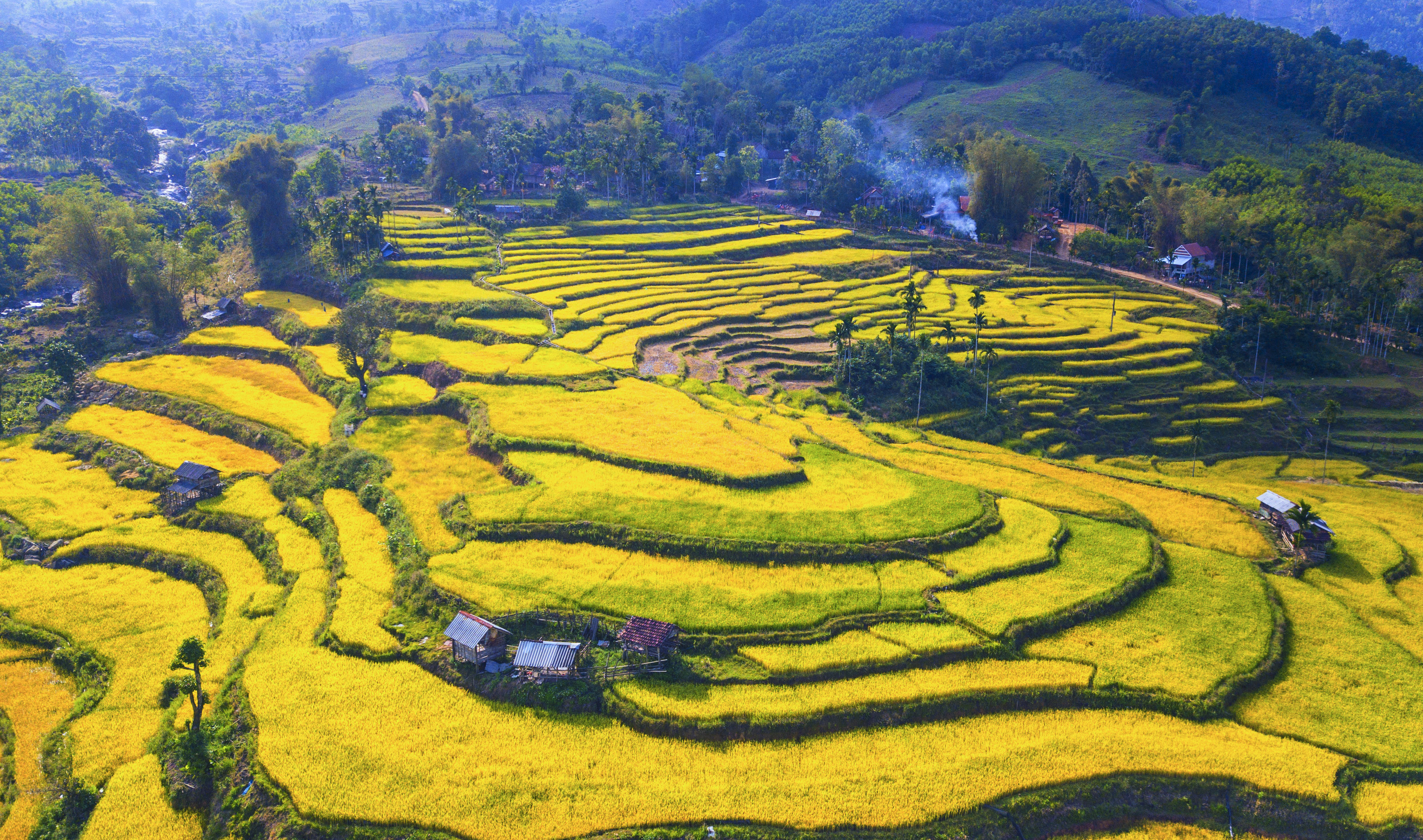 Mê mẩn mùa vàng nơi rẻo cao Quảng Ngãi - ảnh 6