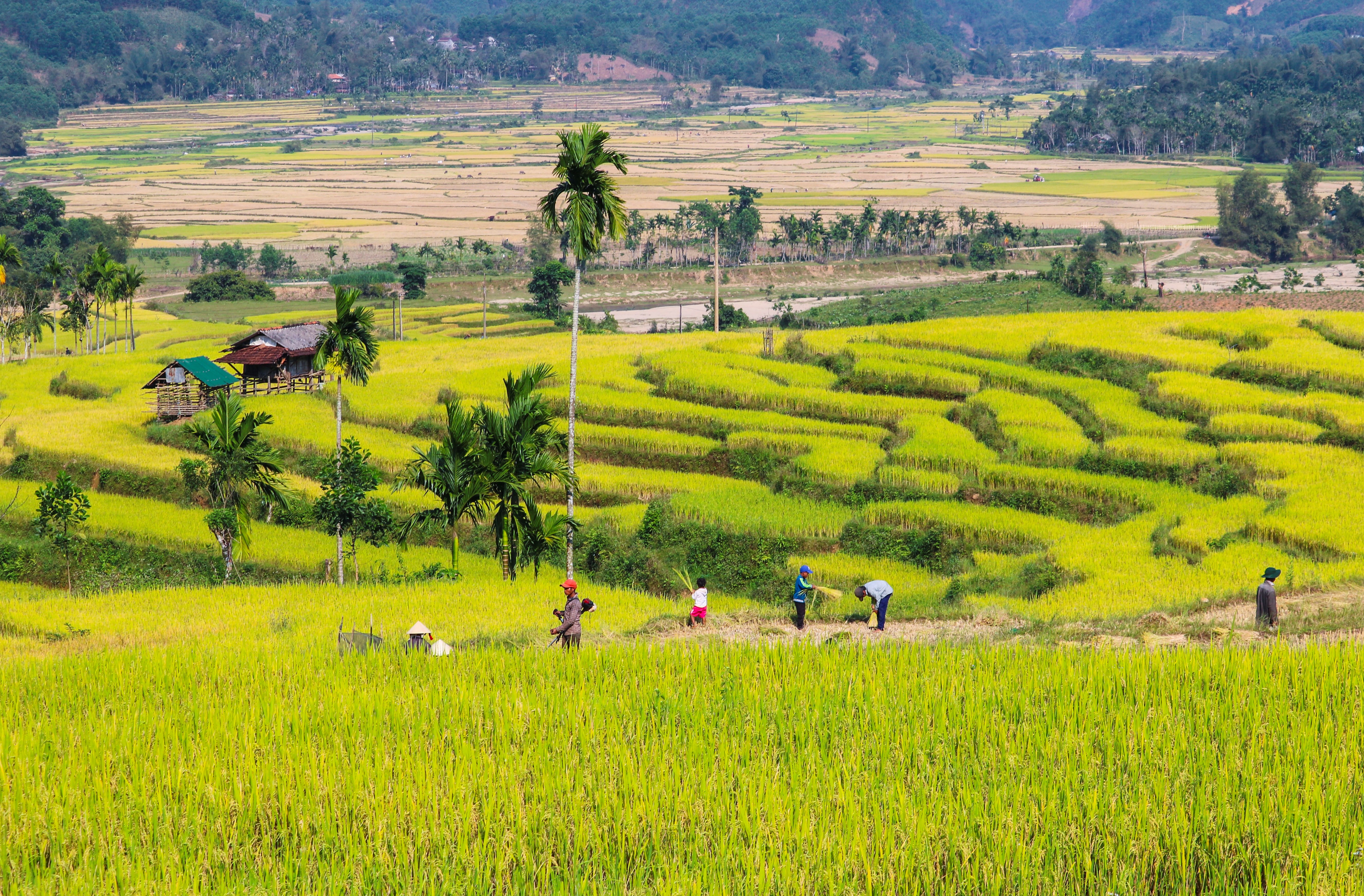 Mê mẩn mùa vàng nơi rẻo cao Quảng Ngãi - ảnh 2
