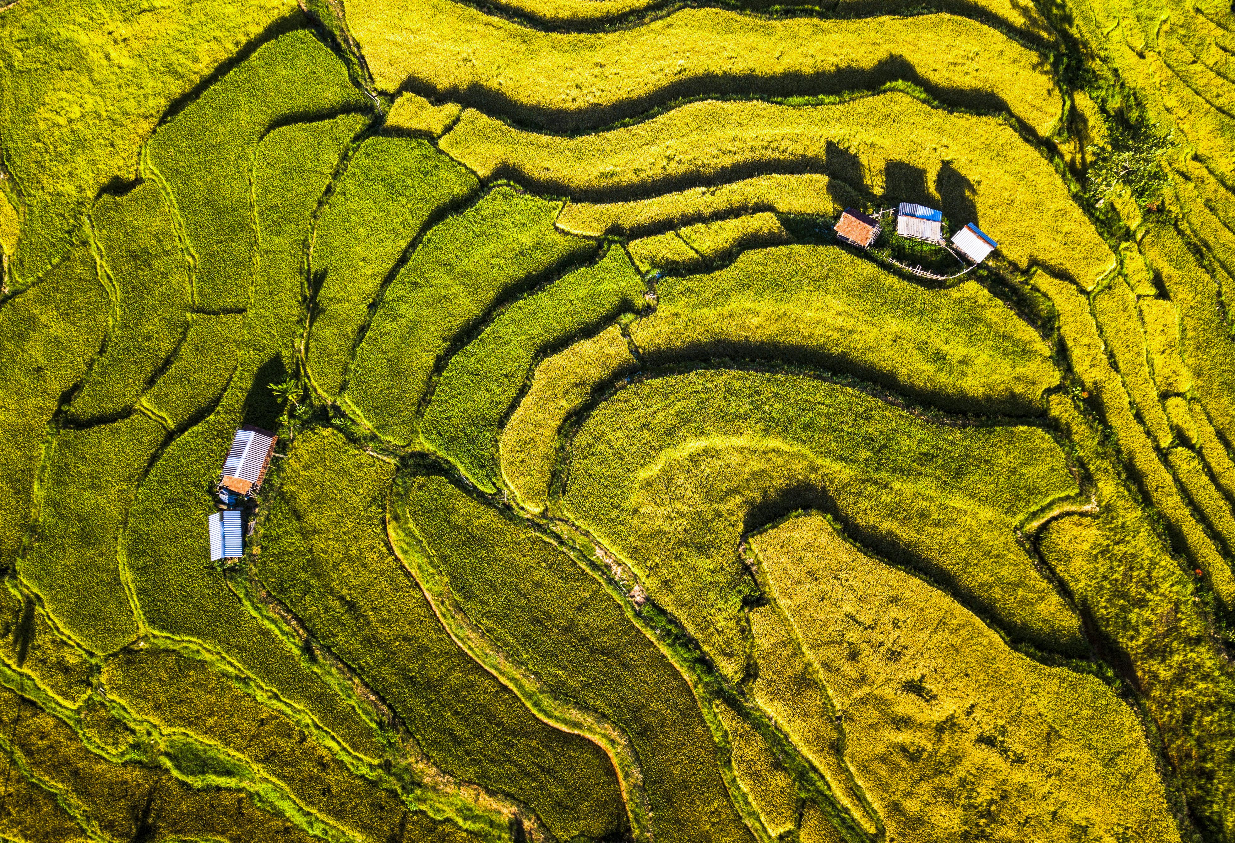 Mê mẩn mùa vàng nơi rẻo cao Quảng Ngãi - ảnh 5