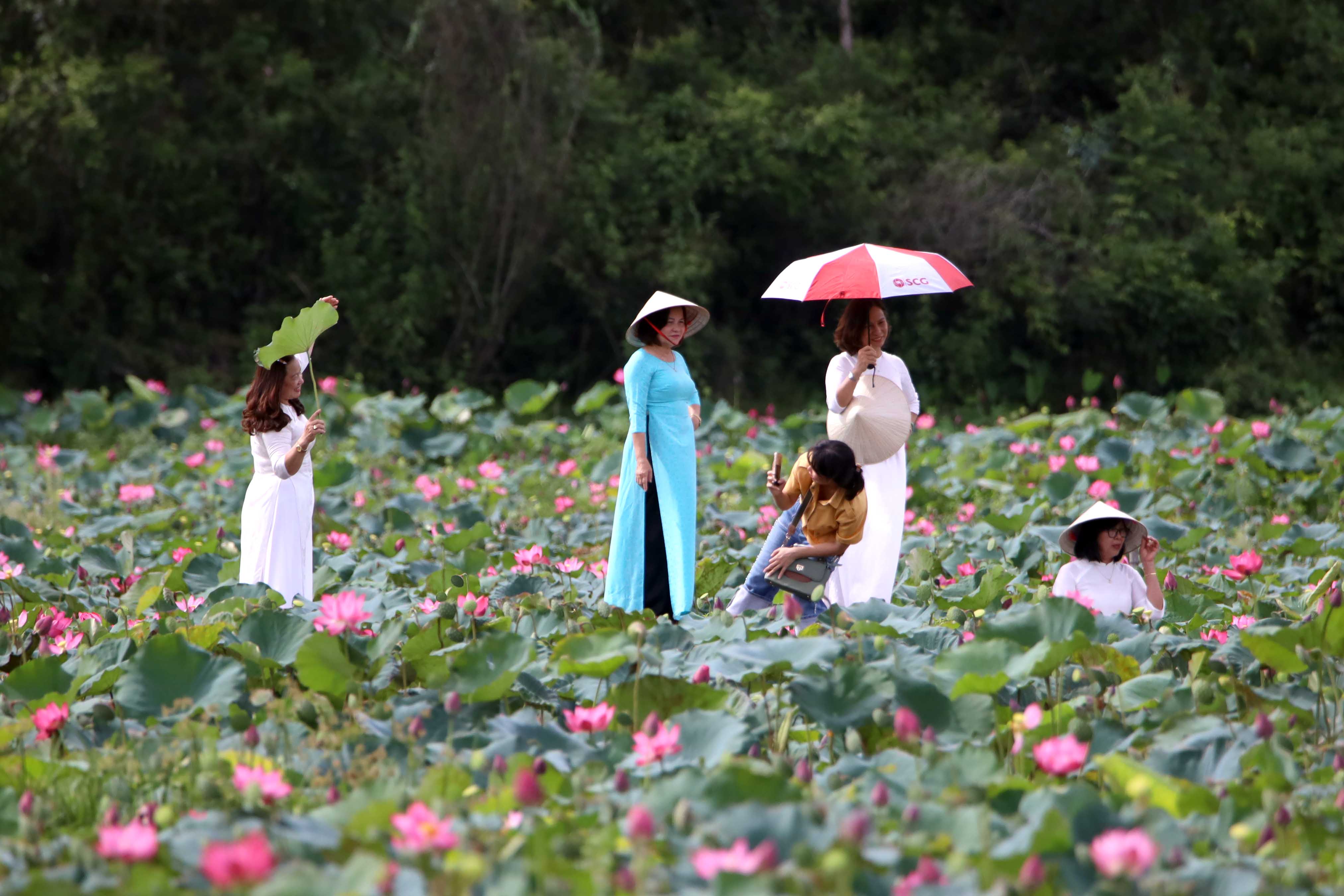 Ngỡ ngàng trước vẻ đẹp thơ mộng của đầm sen Trà Lý - ảnh 4