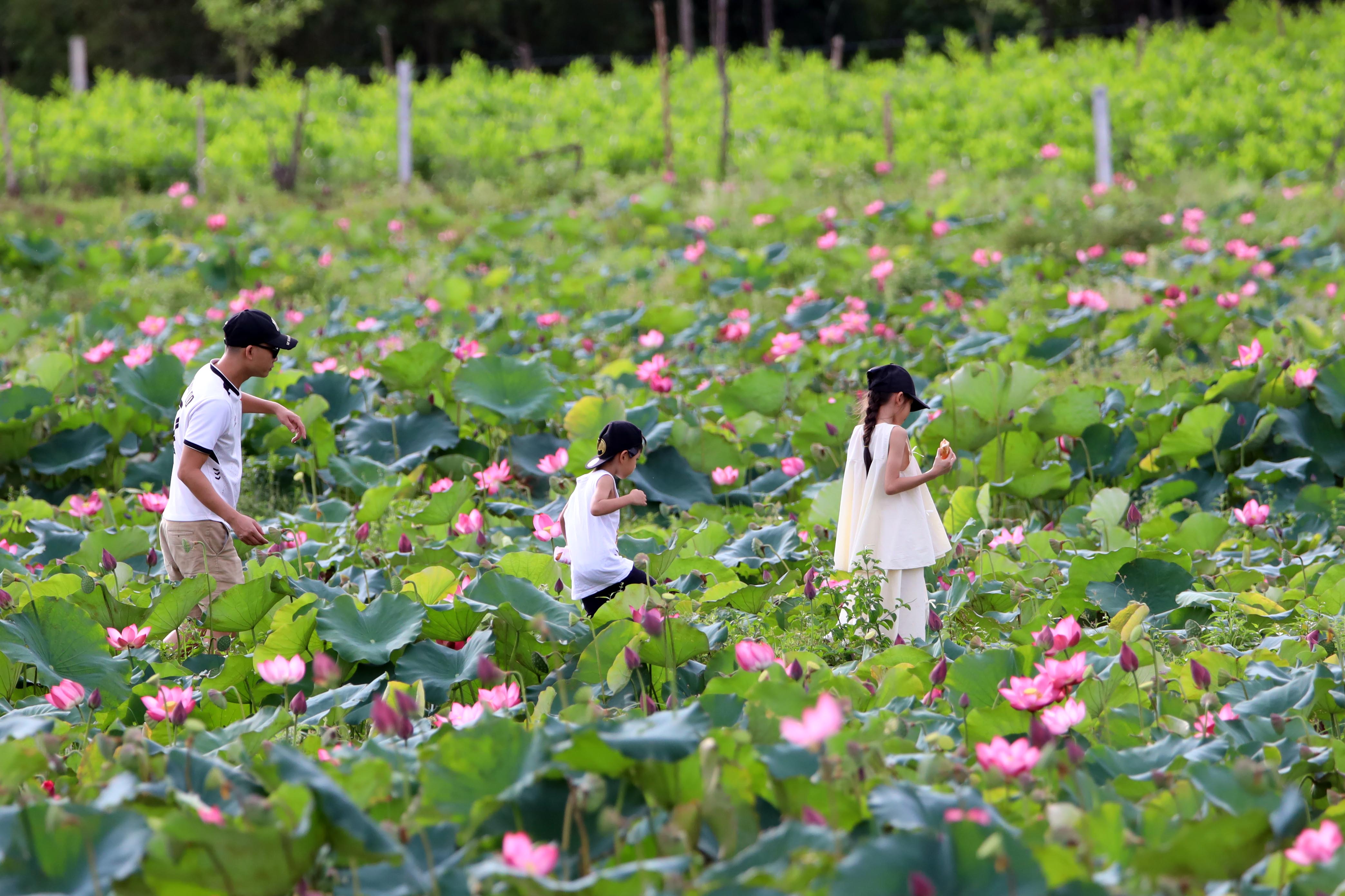 Ngỡ ngàng trước vẻ đẹp thơ mộng của đầm sen Trà Lý - ảnh 2