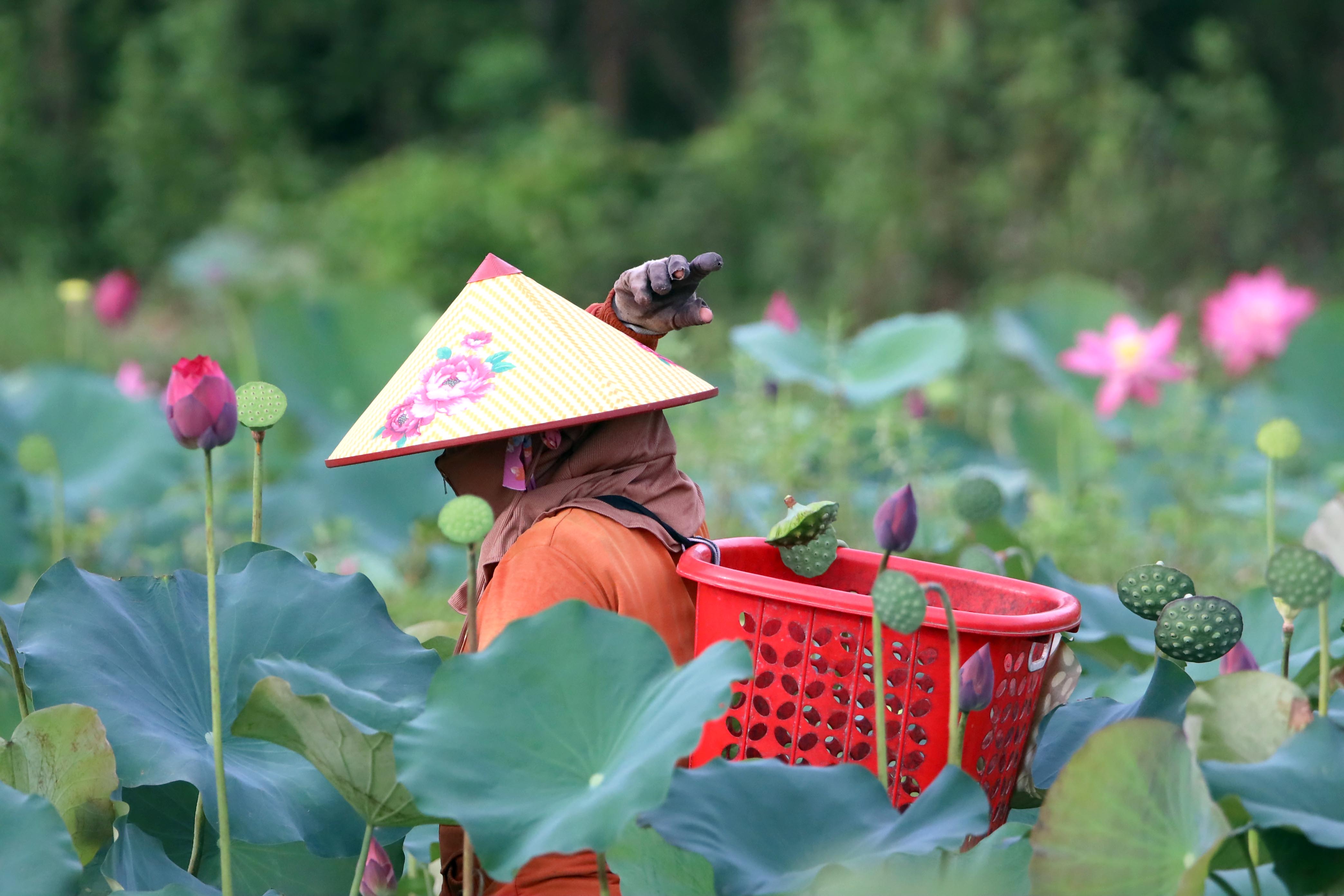 Ngỡ ngàng trước vẻ đẹp thơ mộng của đầm sen Trà Lý - ảnh 10