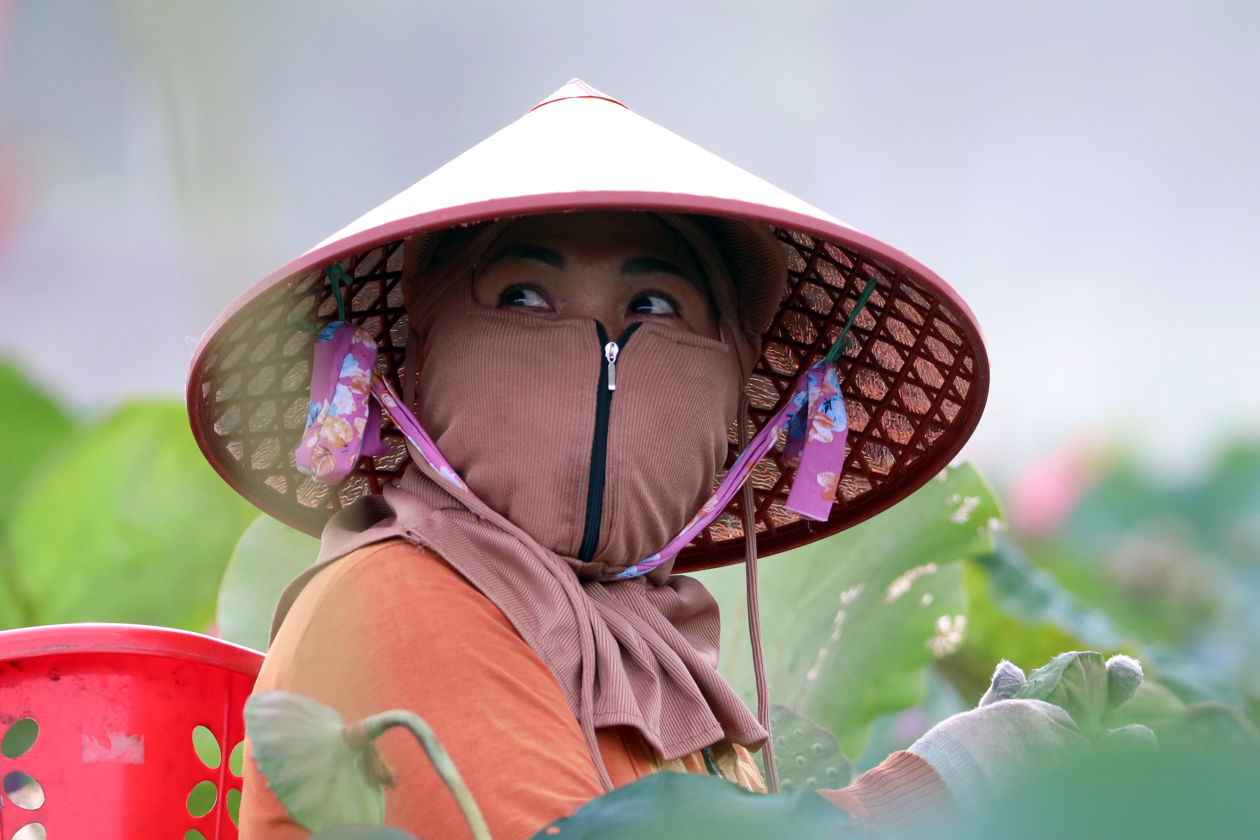 Ngỡ ngàng trước vẻ đẹp thơ mộng của đầm sen Trà Lý - ảnh 9