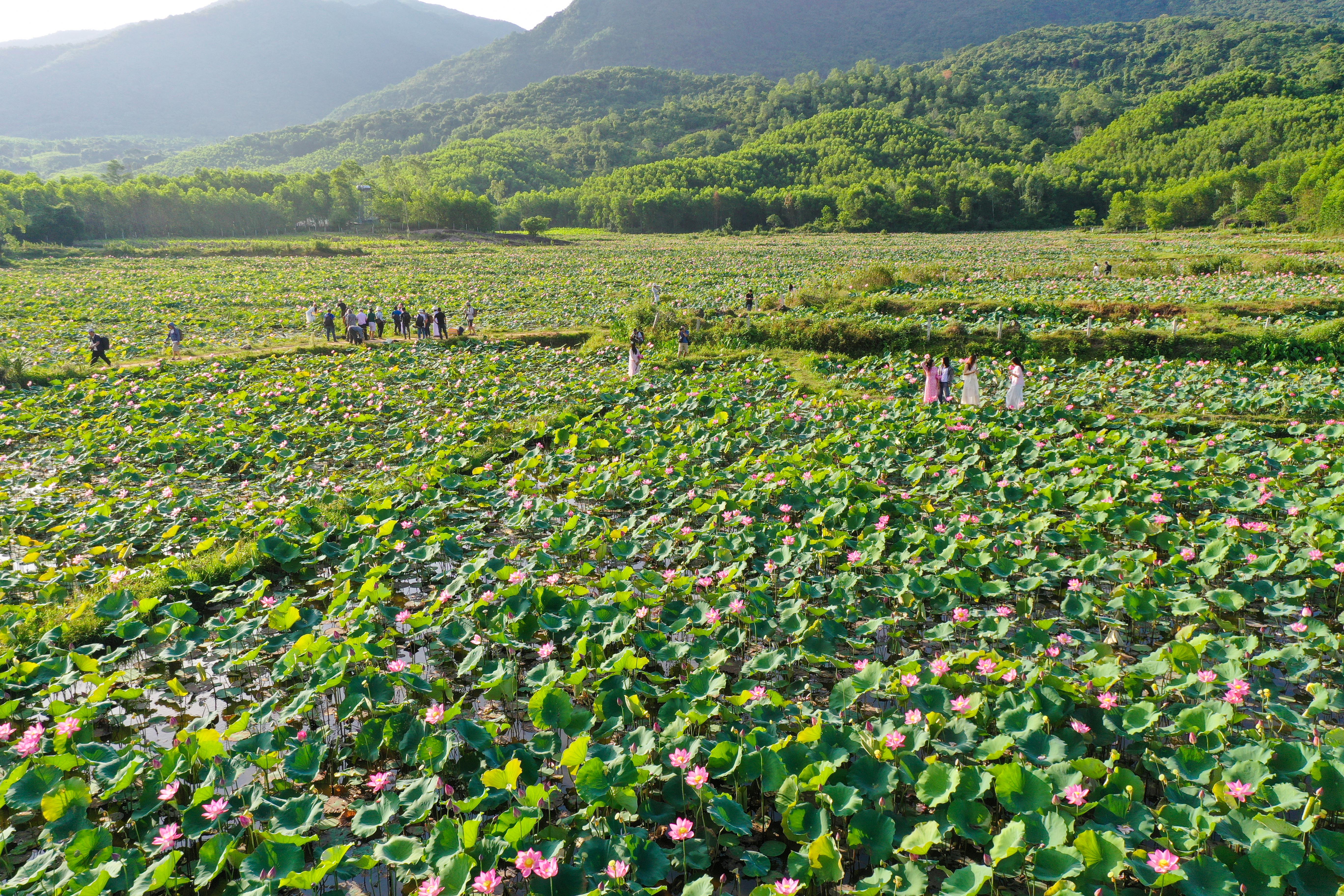 Ngỡ ngàng trước vẻ đẹp thơ mộng của đầm sen Trà Lý - ảnh 1