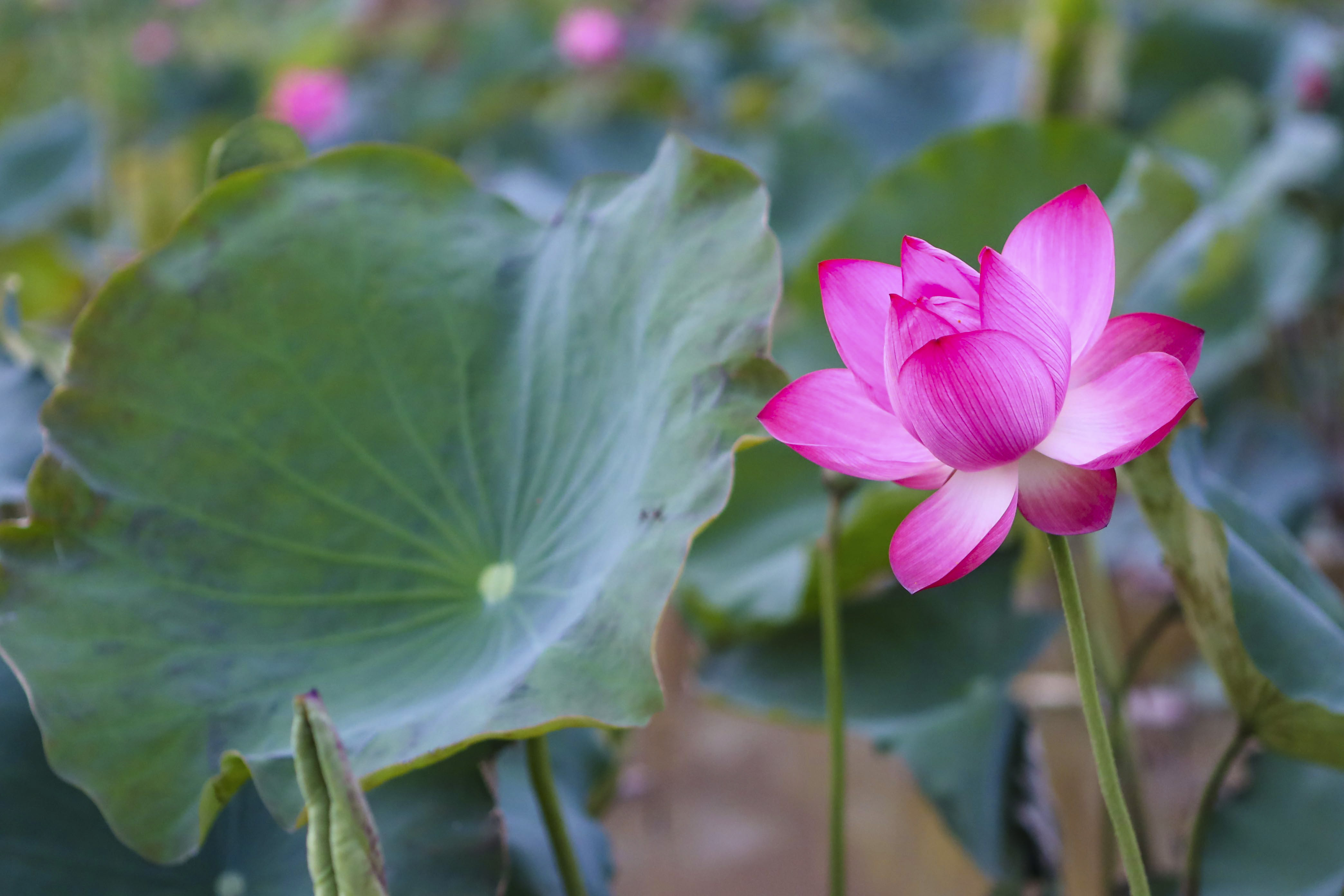 Ngỡ ngàng trước vẻ đẹp thơ mộng của đầm sen Trà Lý - ảnh 5