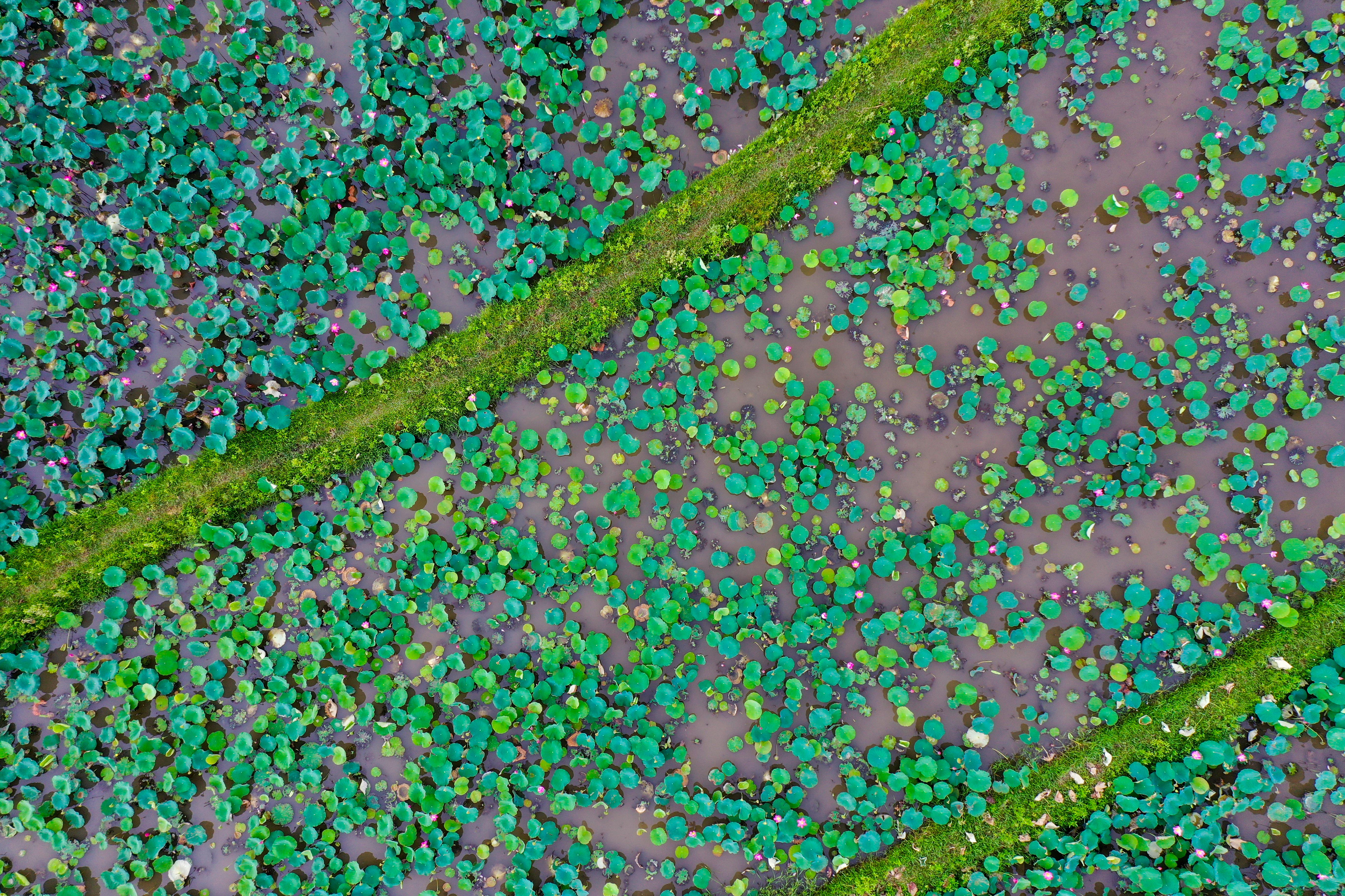 Ngỡ ngàng trước vẻ đẹp thơ mộng của đầm sen Trà Lý - ảnh 11