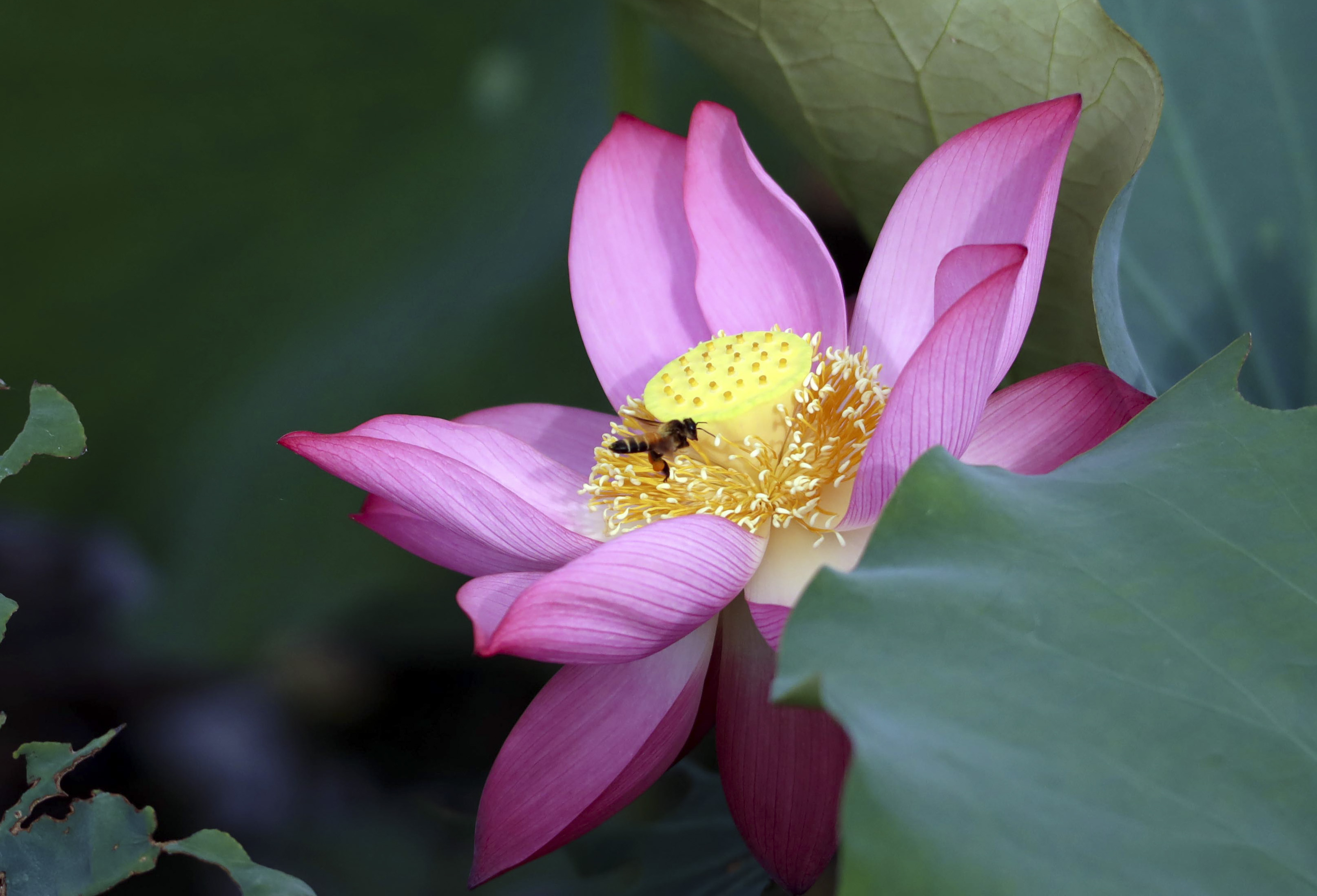 Ngỡ ngàng trước vẻ đẹp thơ mộng của đầm sen Trà Lý - ảnh 6