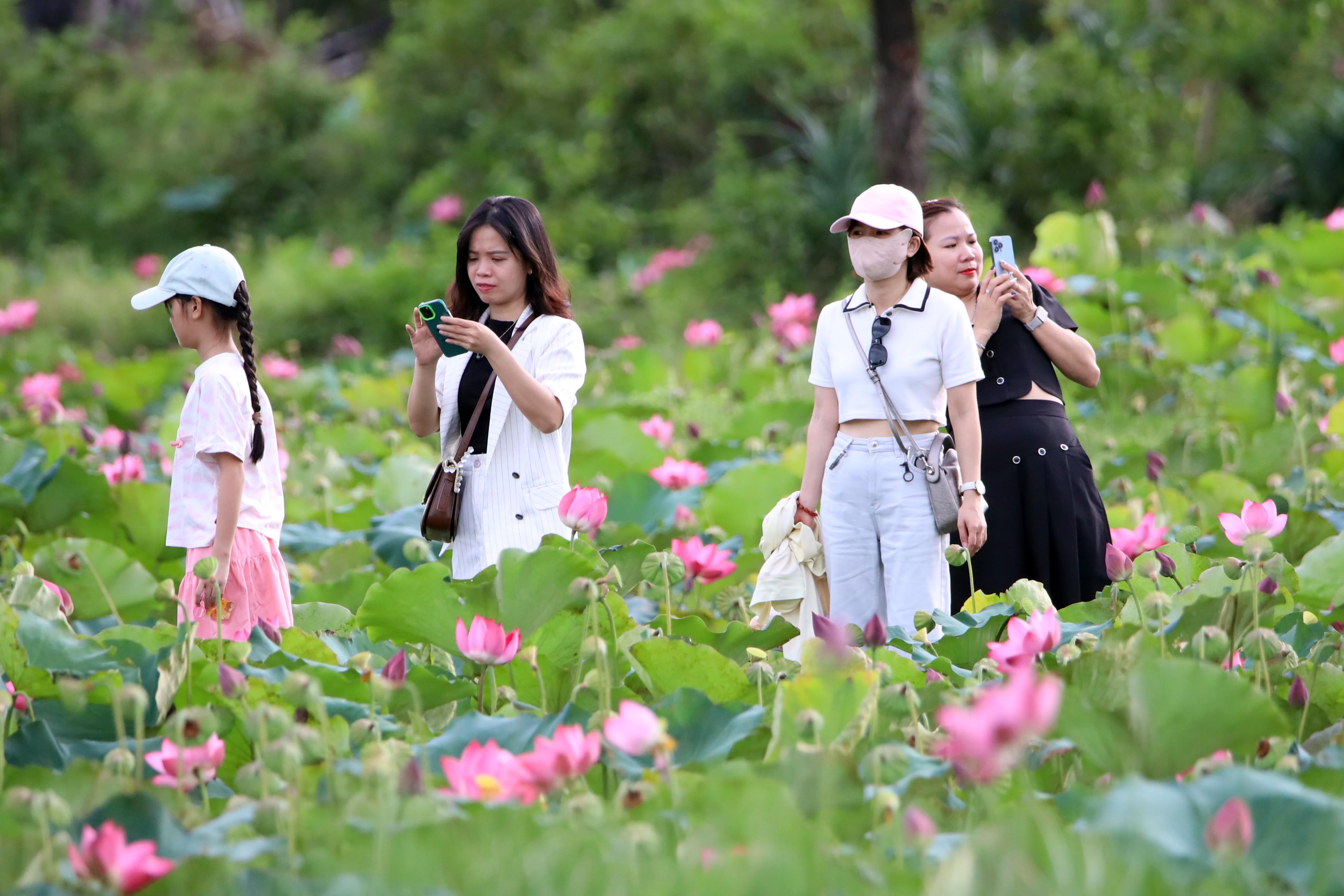 Ngỡ ngàng trước vẻ đẹp thơ mộng của đầm sen Trà Lý - ảnh 3