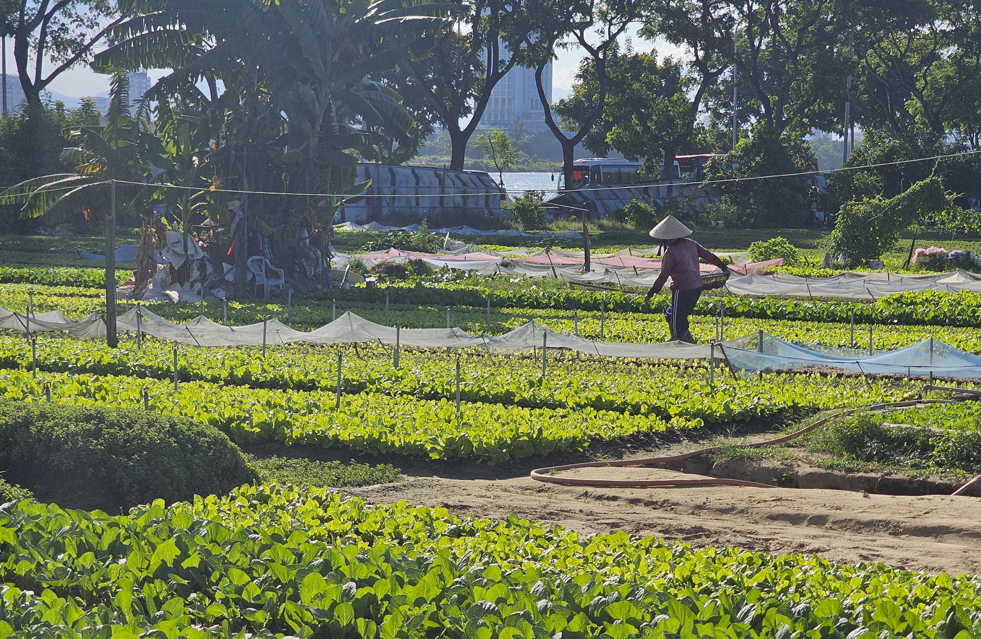 Cận cảnh khu vực quy hoạch tổ hợp pháo hoa quốc tế Đà Nẵng - ảnh 7