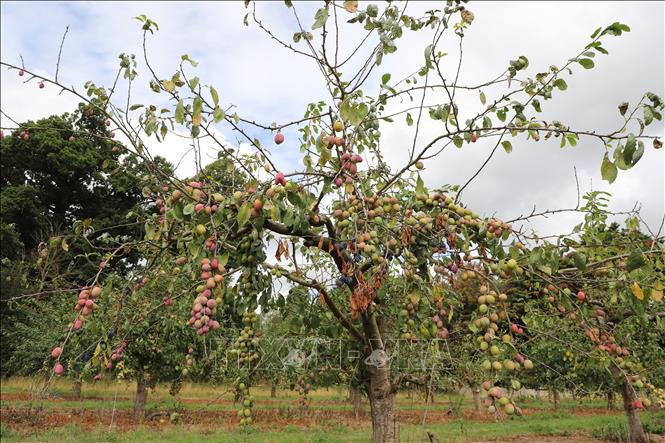 ຕົ້ນໄມ້ plum ສີແດງກຽມພ້ອມສໍາລັບການເກັບກ່ຽວຢູ່ Copas Farm. ພາບ: ຮືວຕ໋ຽນ/VNA ນັກຂ່າວອັງກິດ