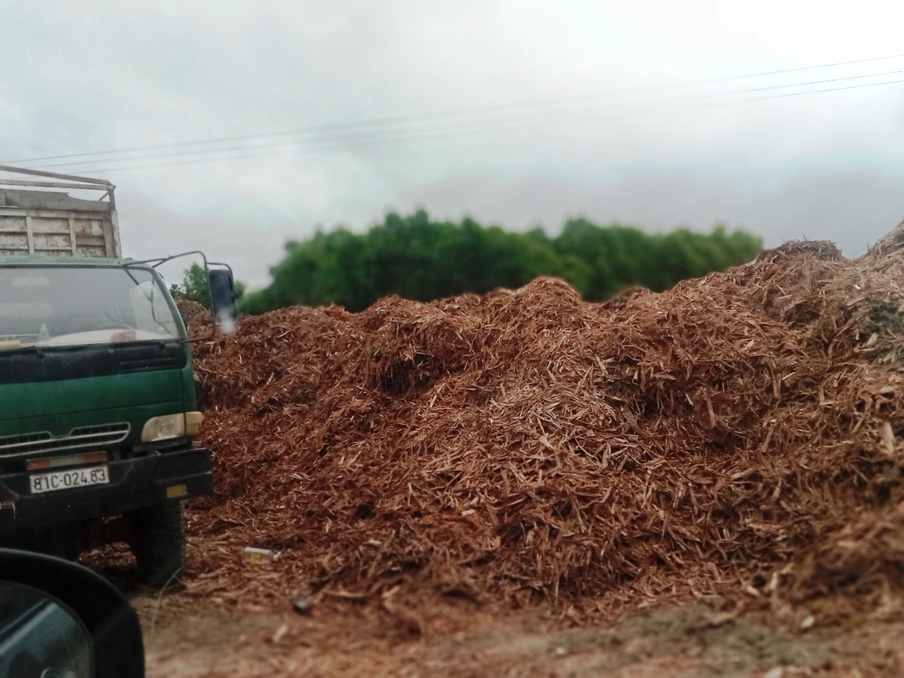 Xã Phú An (Gia Lai): Nhiều xe trọng tải chở gỗ keo gây ô nhiễm môi trường khu dân cư - ảnh 4