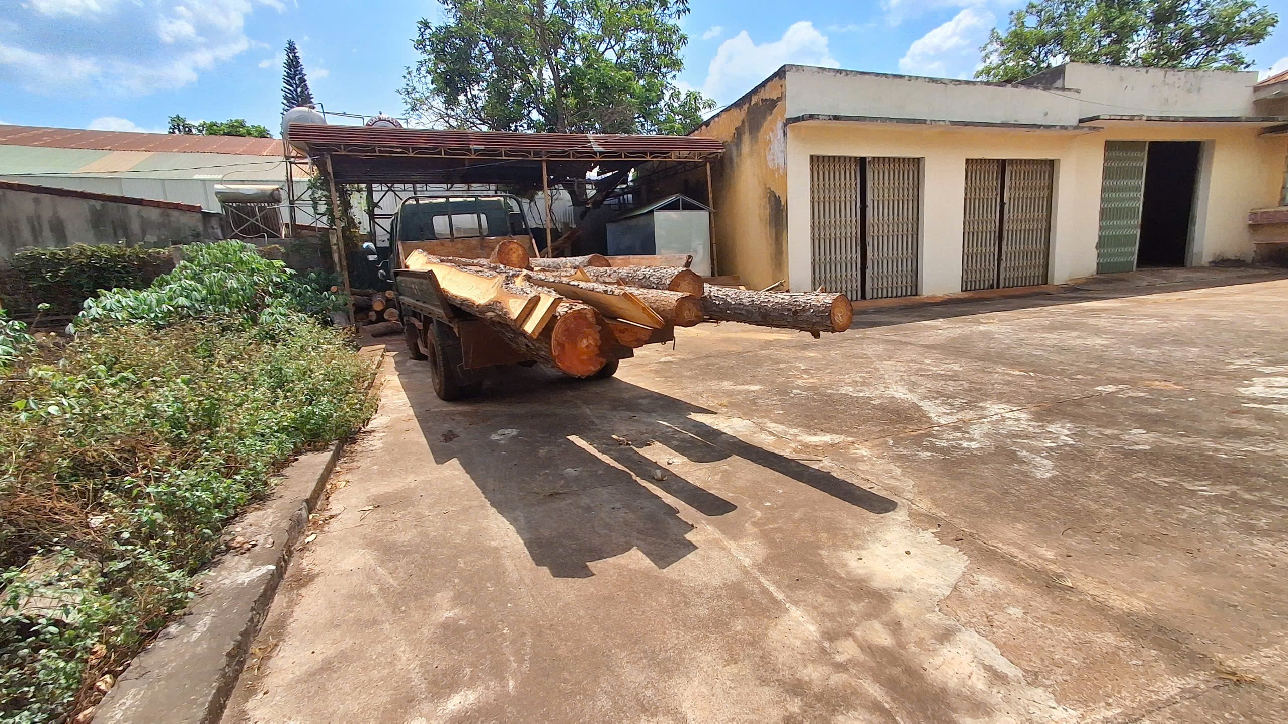 Vào cuộc xác minh vụ “rừng thông chảy máu” giữa dự án sân golf FLC bỏ hoang - ảnh 3