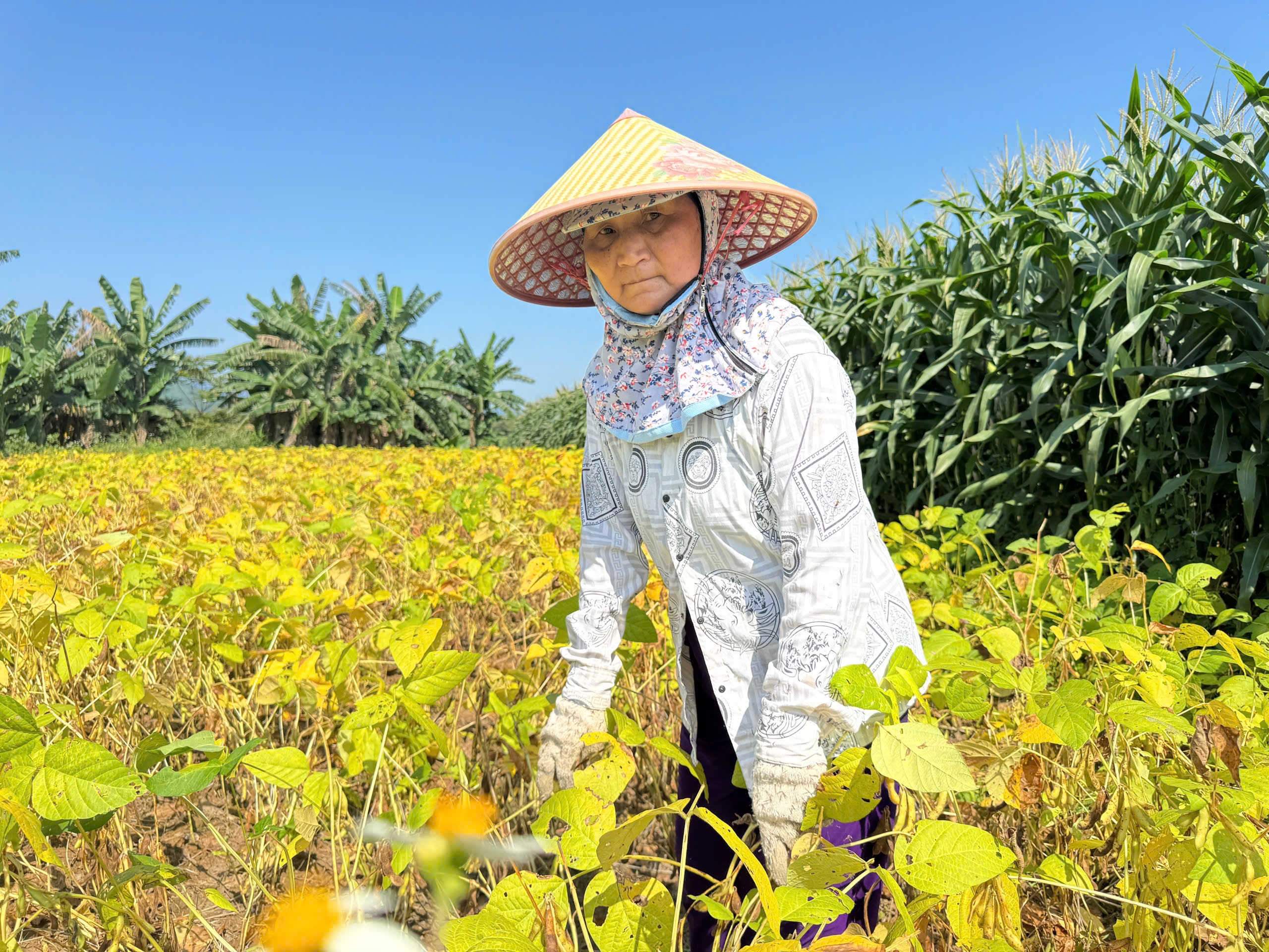 Liên kết trồng đậu nành - mở lối nông nghiệp hàng hóa ở Quảng Ngãi - ảnh 3