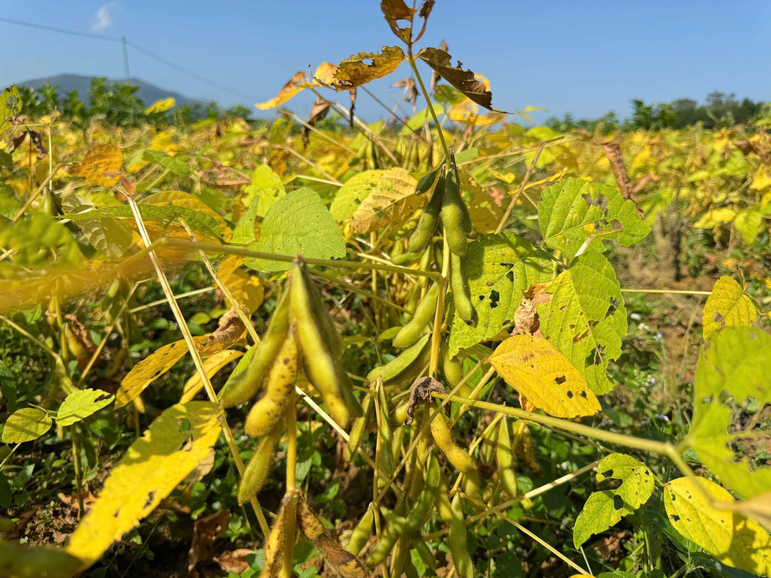 Liên kết trồng đậu nành - mở lối nông nghiệp hàng hóa ở Quảng Ngãi - ảnh 2