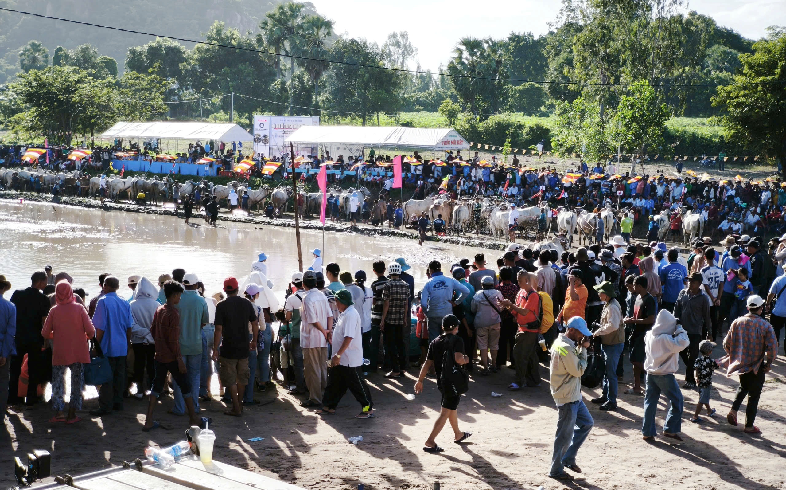 30. ročník festivalu býčích dostihů An Giang Television Cup v Bay Nui se chystá - foto 1