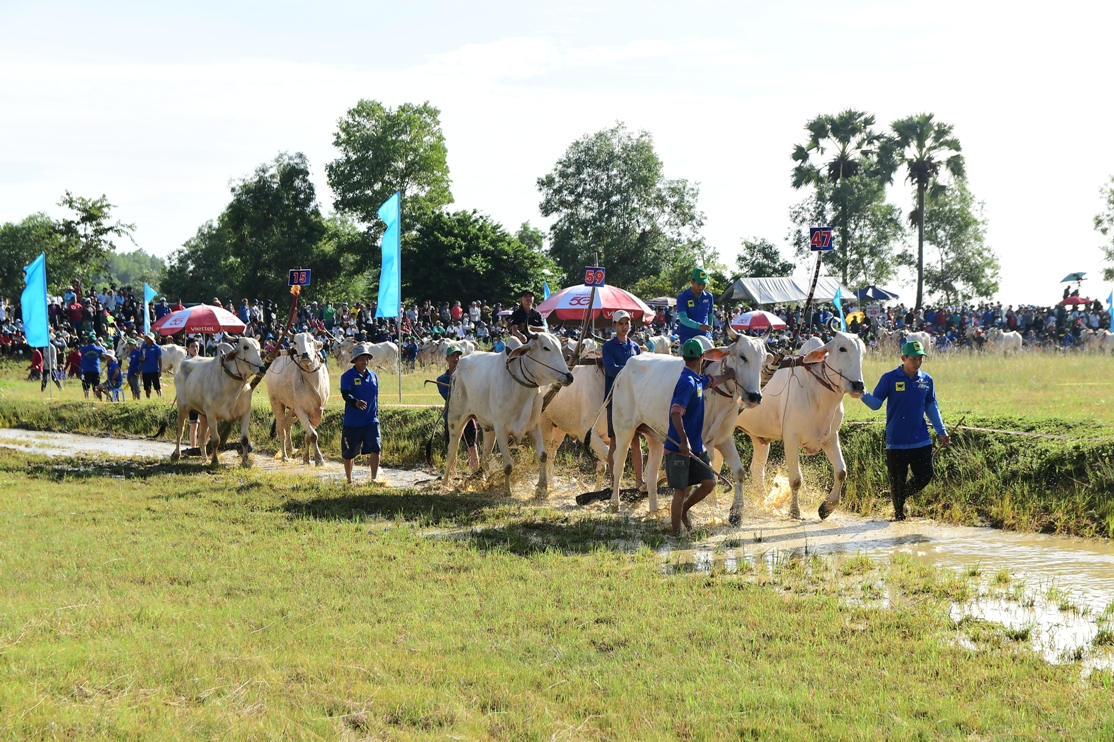 អ្នកទេសចរសម្រុកទៅតំបន់ Bay Nui នៃខេត្ត An Giang ដើម្បីទស្សនាពិធីបុណ្យប្រណាំងគោប្រពៃណី - រូបថត 1