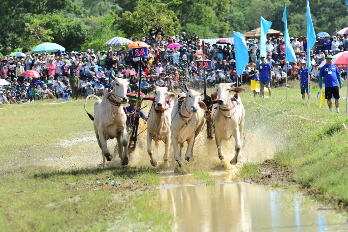អ្នកទេសចរសម្រុកទៅតំបន់ Bay Nui នៃខេត្ត An Giang ដើម្បីទស្សនាពិធីបុណ្យប្រណាំងគោប្រពៃណី - រូបថត 2