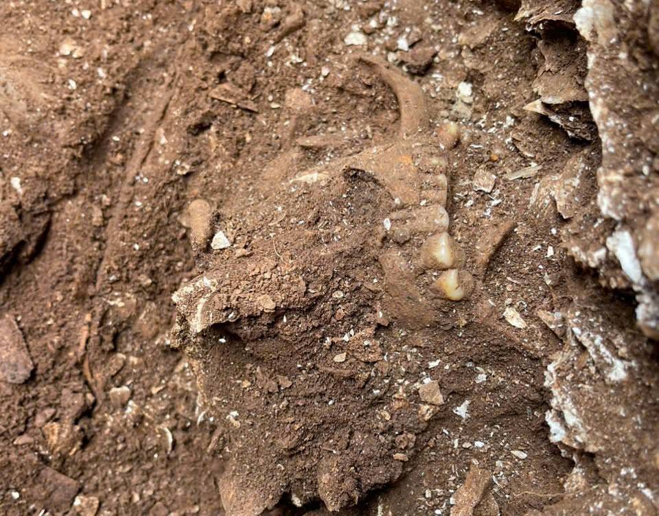 Descoperirea și excavarea a 9 seturi de rămășițe ale locuitorilor culturii Quynh Van - fotografia 2