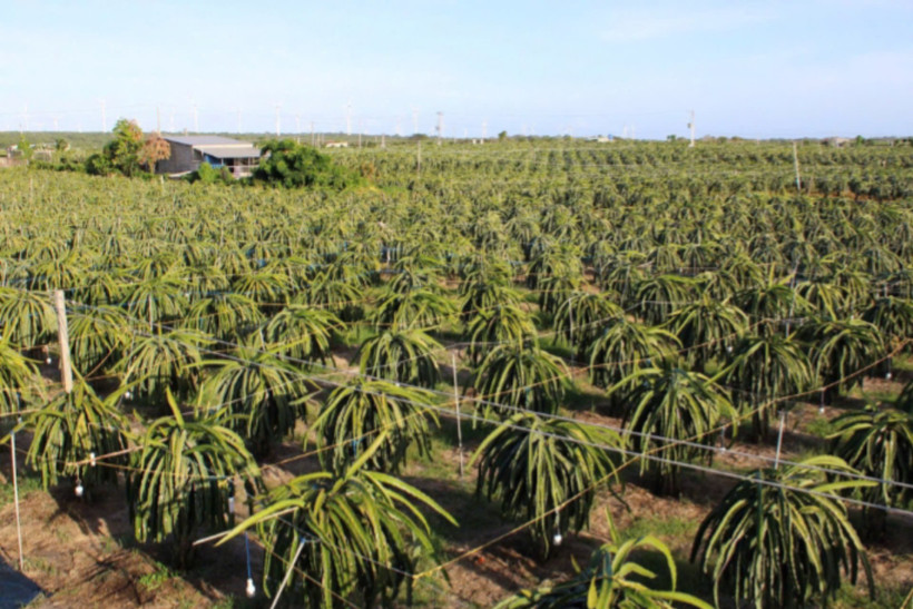 ビントゥアン省の多くの園芸家は、ドラゴンフルーツを栽培するために LED ライトを使用しています。