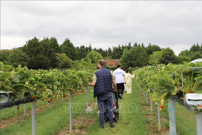 ນັກທ່ອງທ່ຽວໄປຢ້ຽມຢາມສວນສະຕໍເບີຣີ. ພາບ: ຮືວຕ໋ຽນ/VNA ນັກຂ່າວອັງກິດ